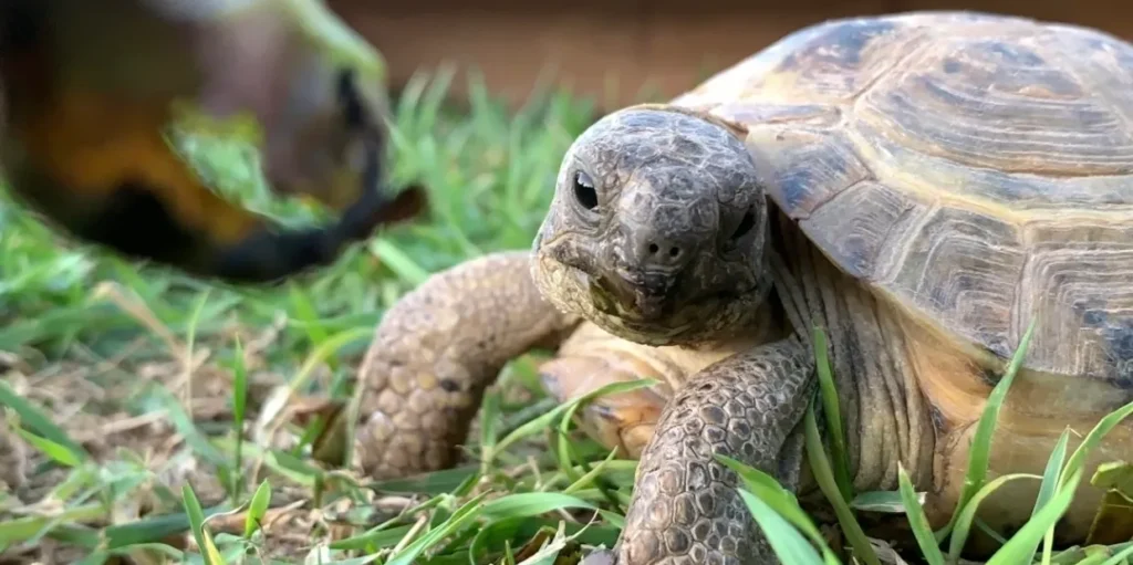 Twin Falls Zoological Center