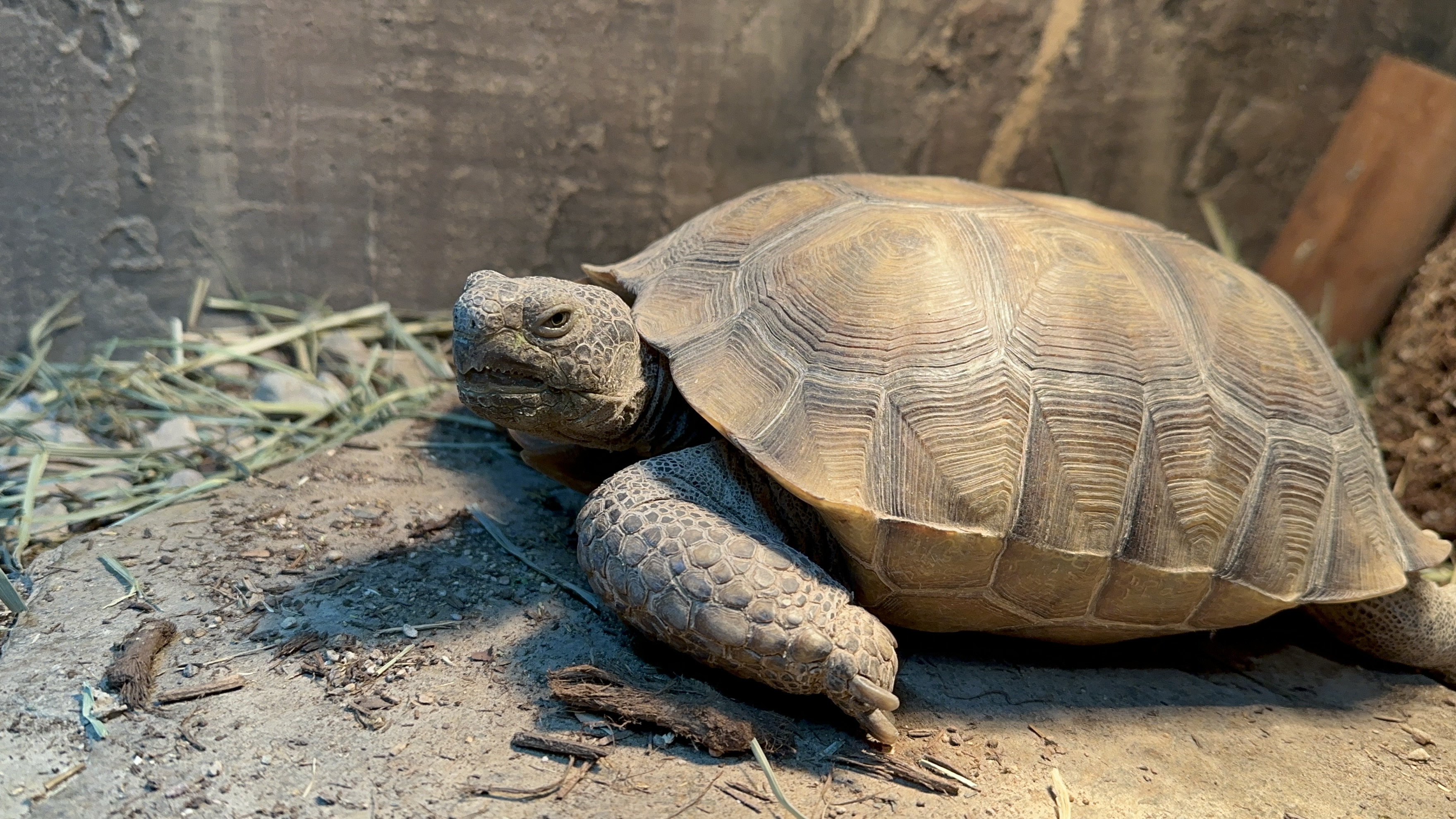 California Desert Tortoise