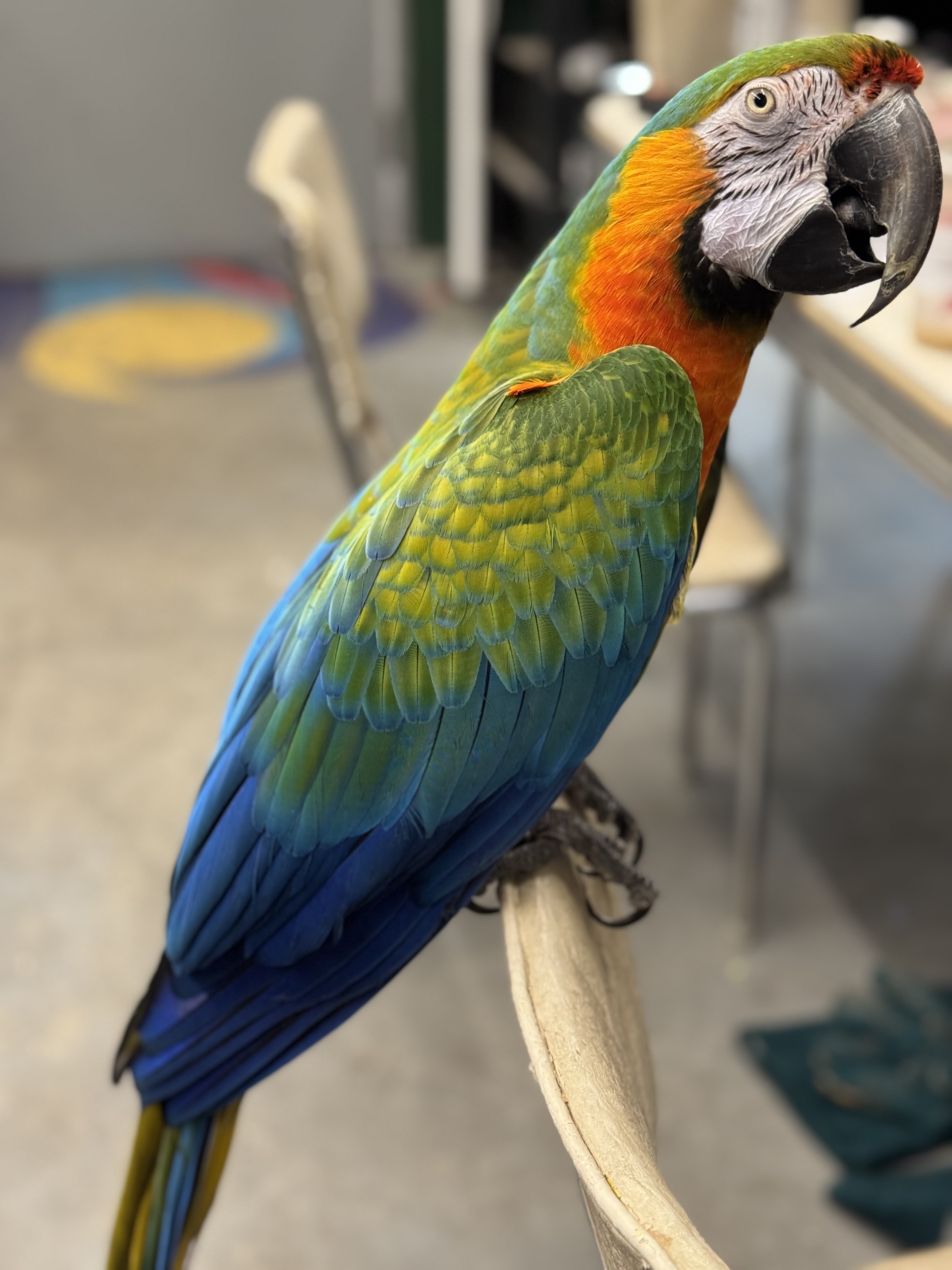 Catalina Macaw