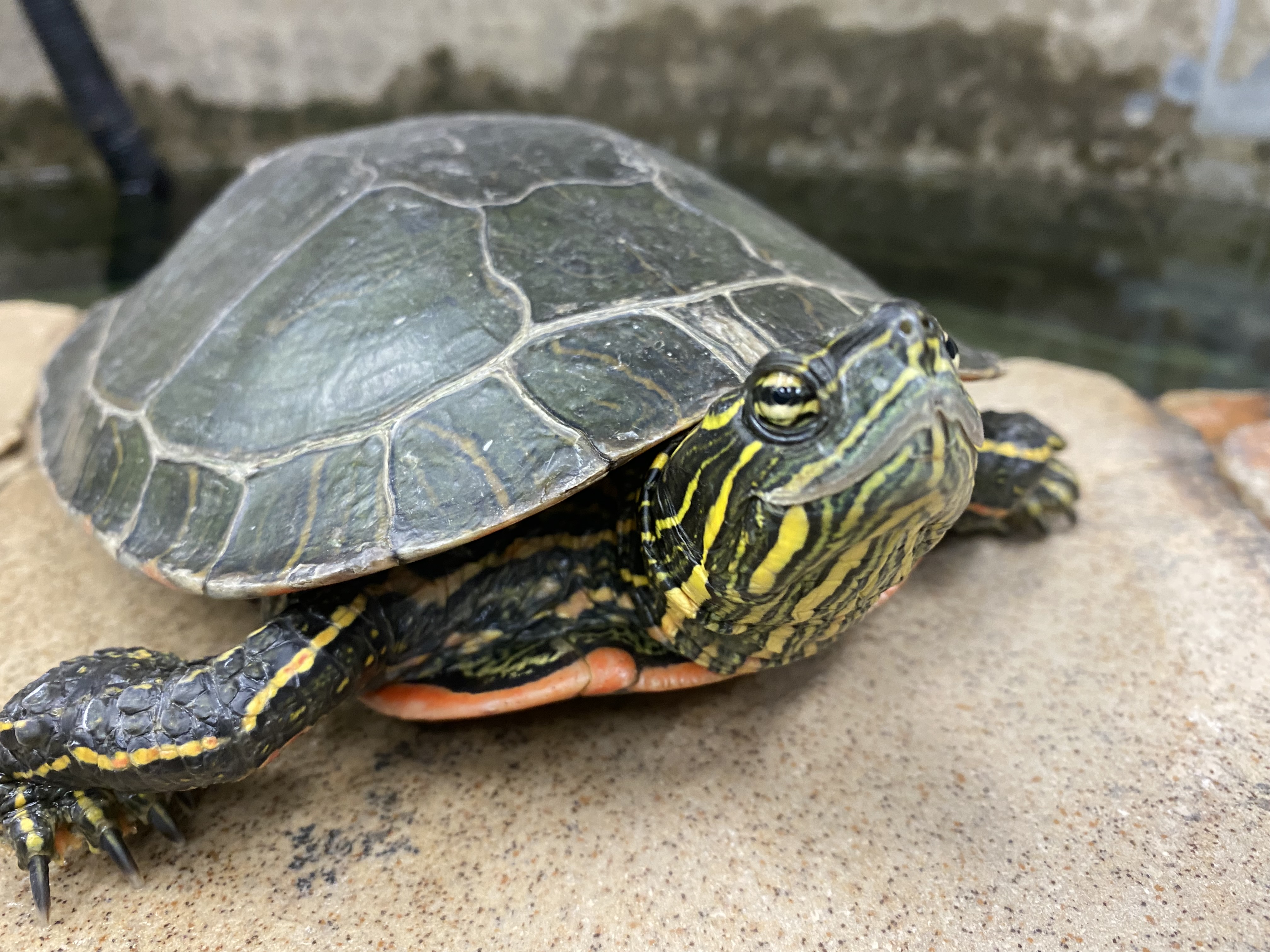 Painted Turtle
