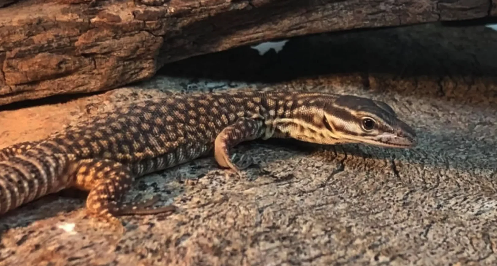 Ackie Monitor