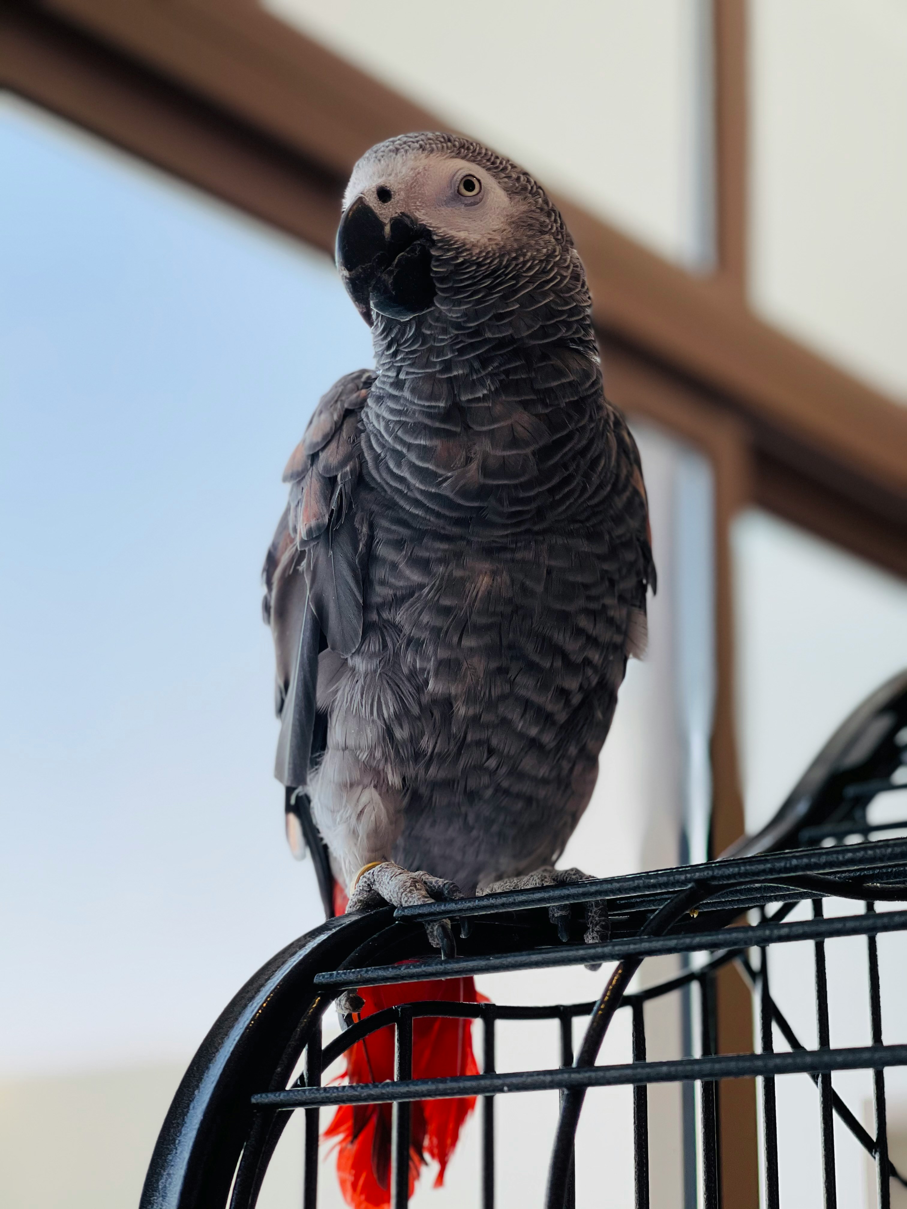 African Grey Parrot