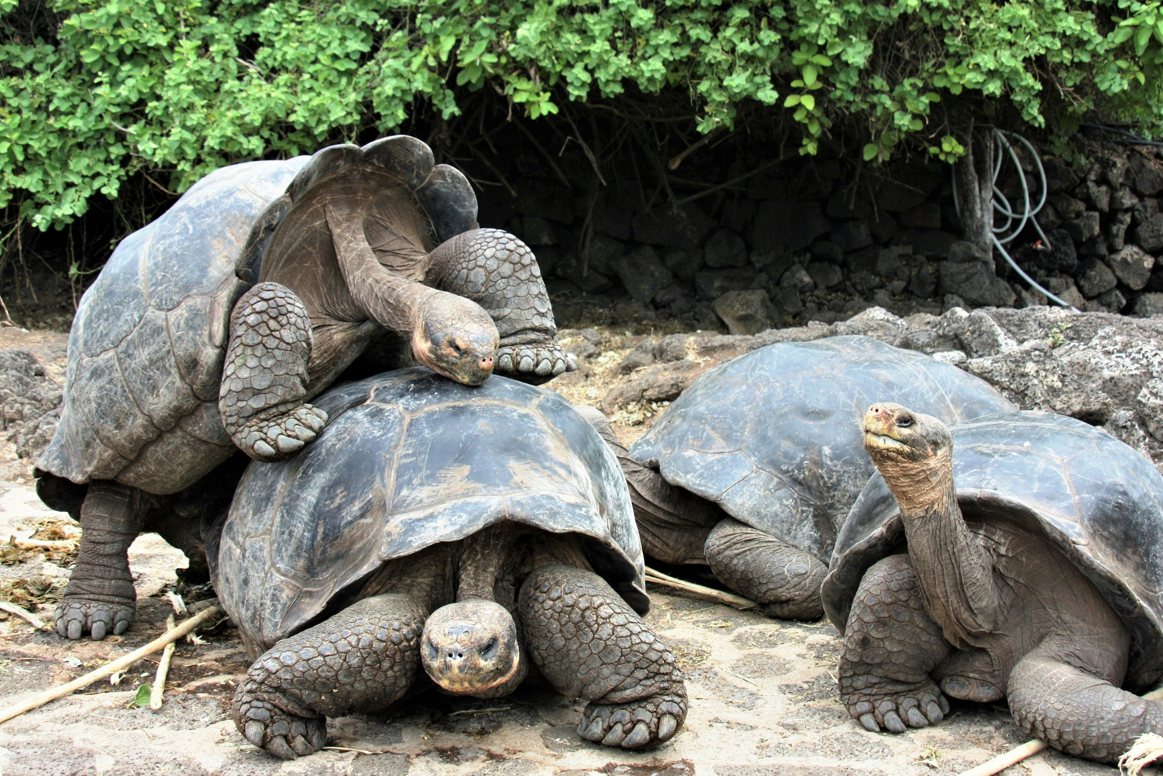Aldabra Giant Tortoise