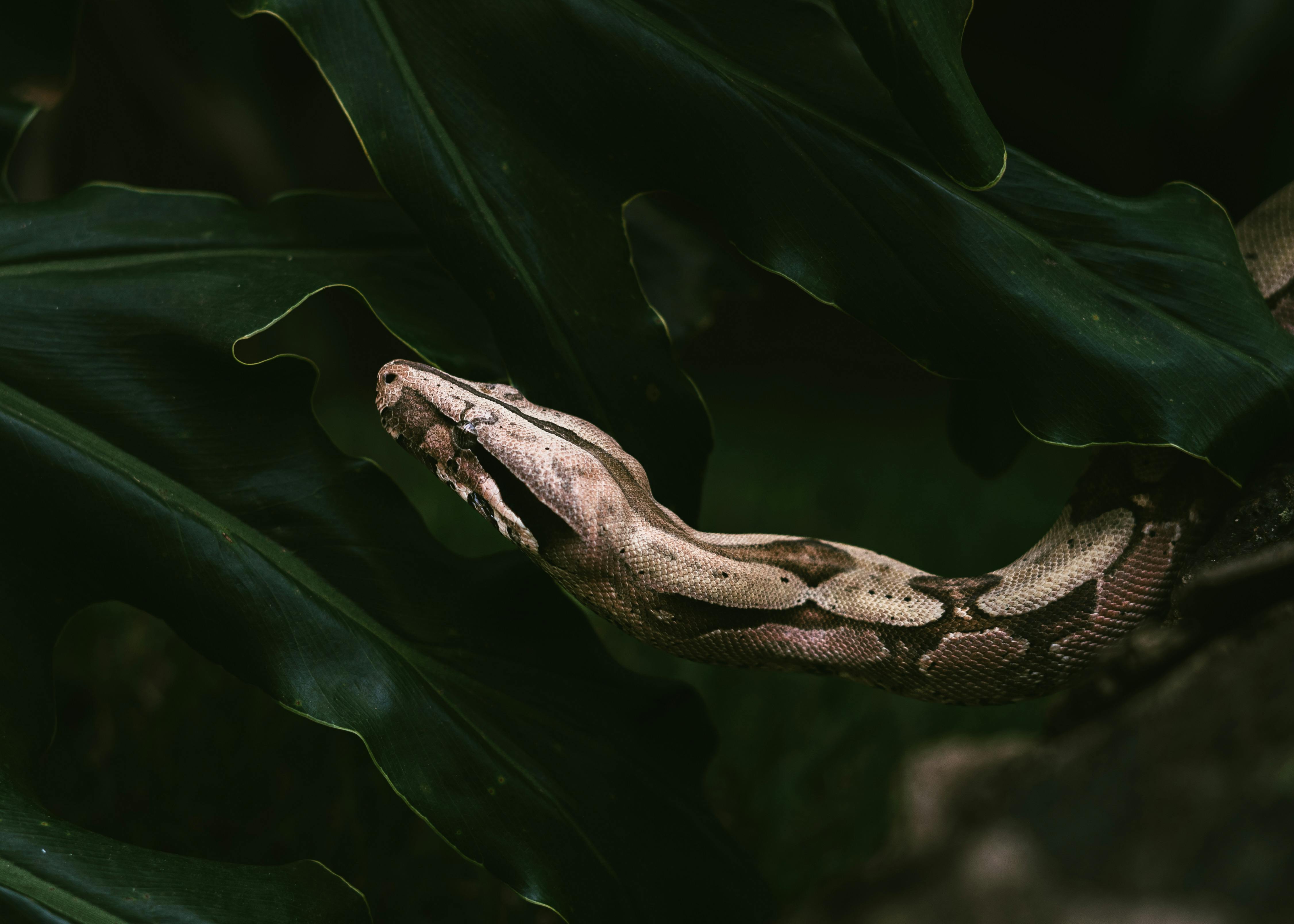 Amazon Tree Boa