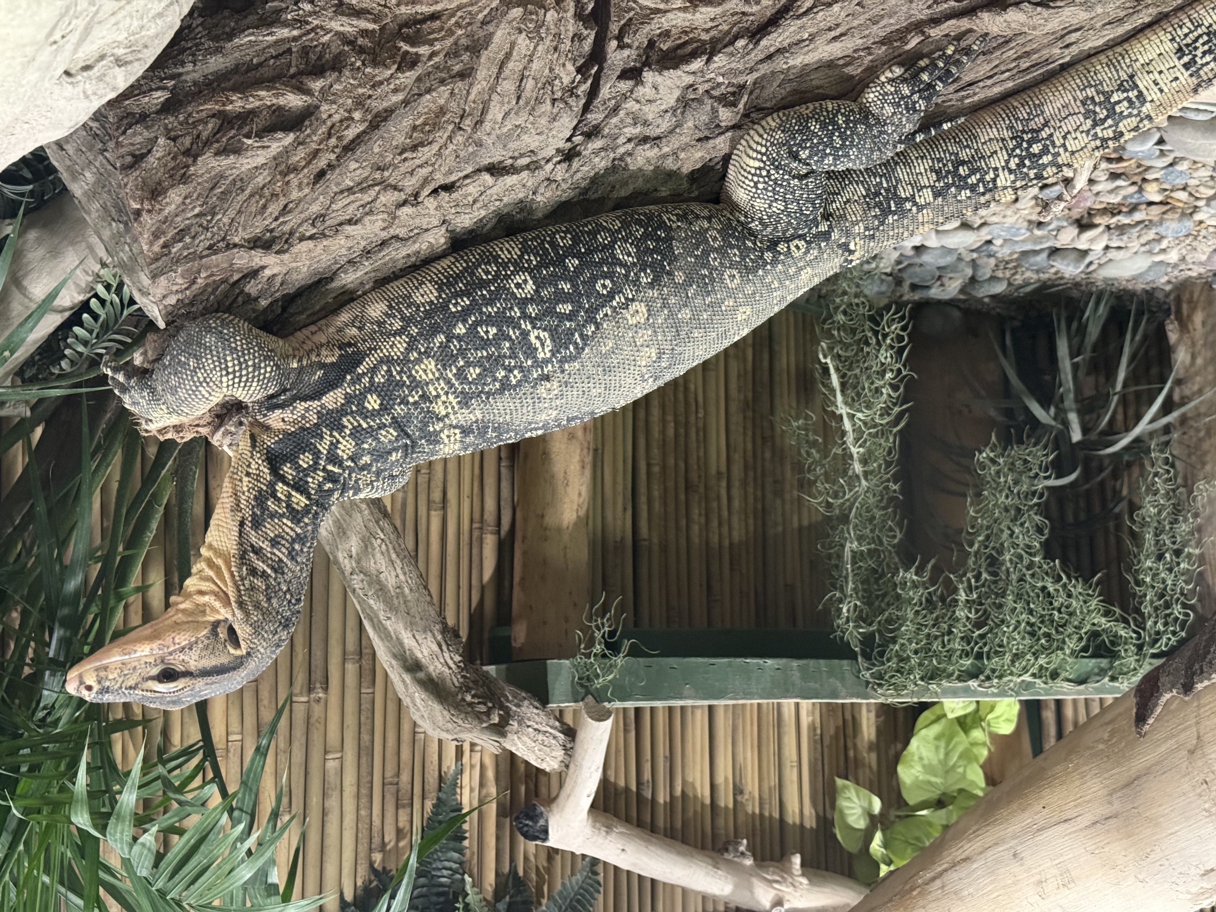 Asian Water Monitor