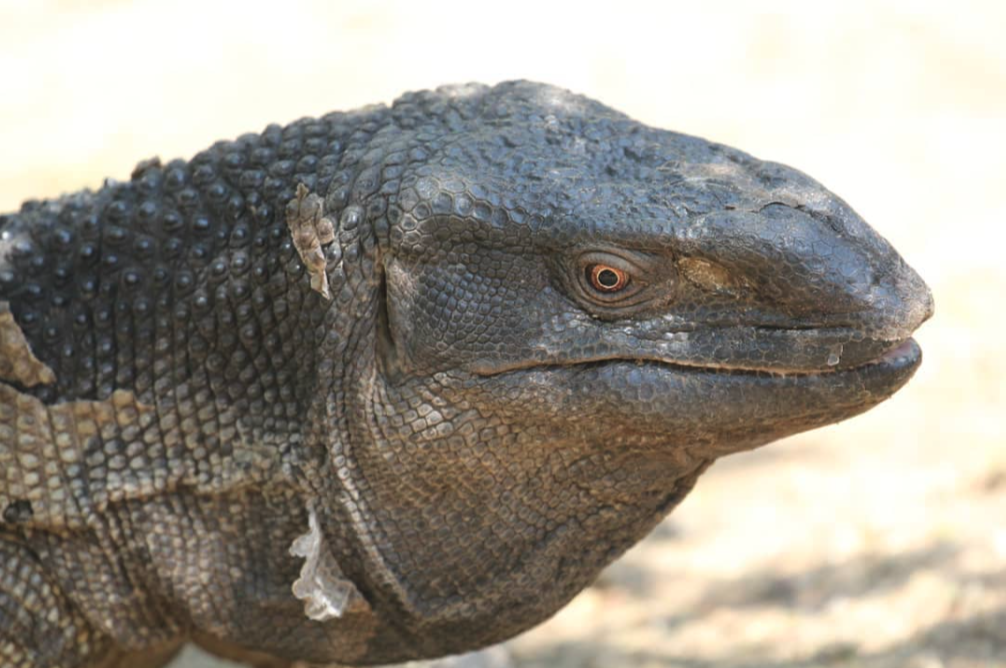 Black-Throated Monitor