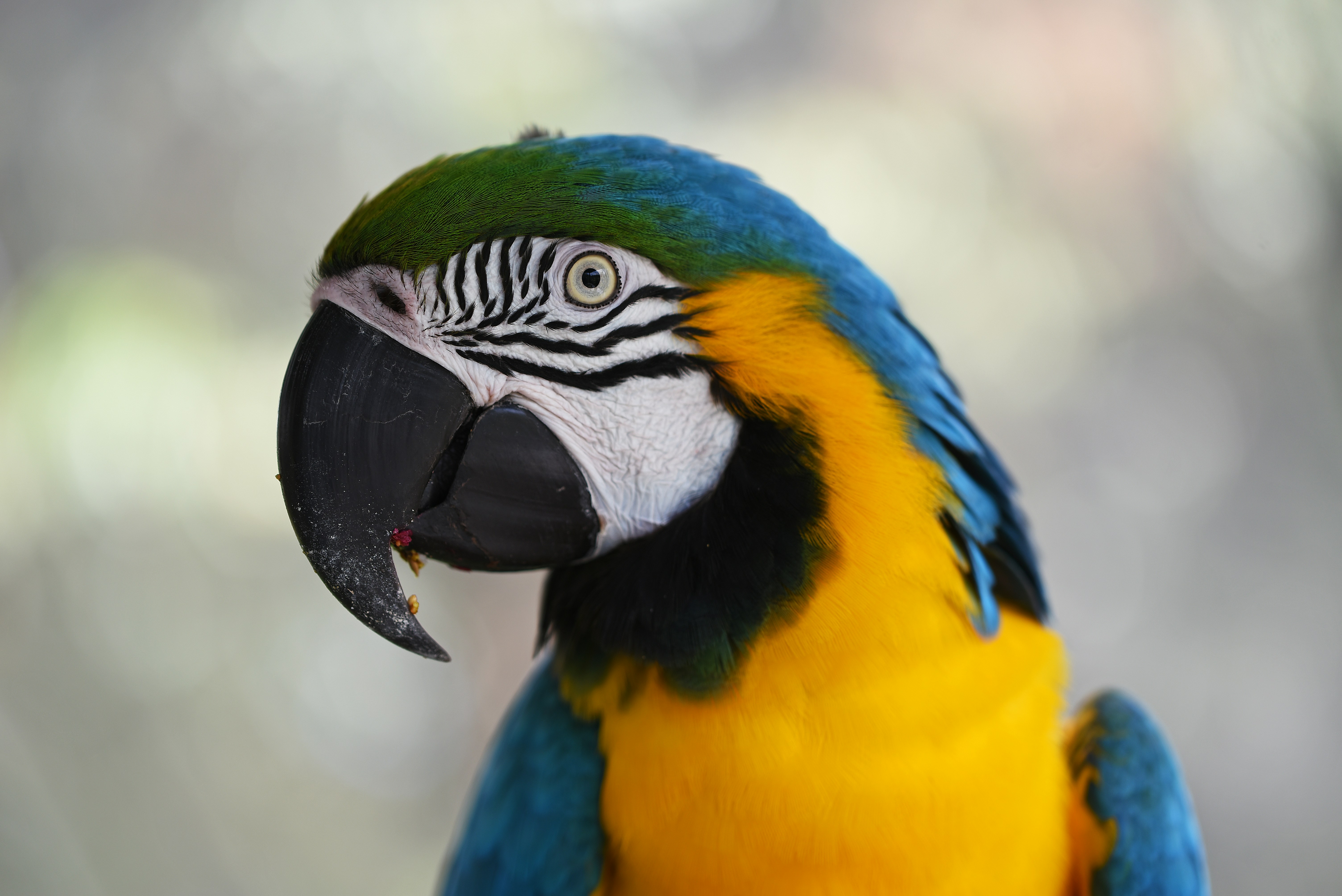 Blue-and-Gold Macaw