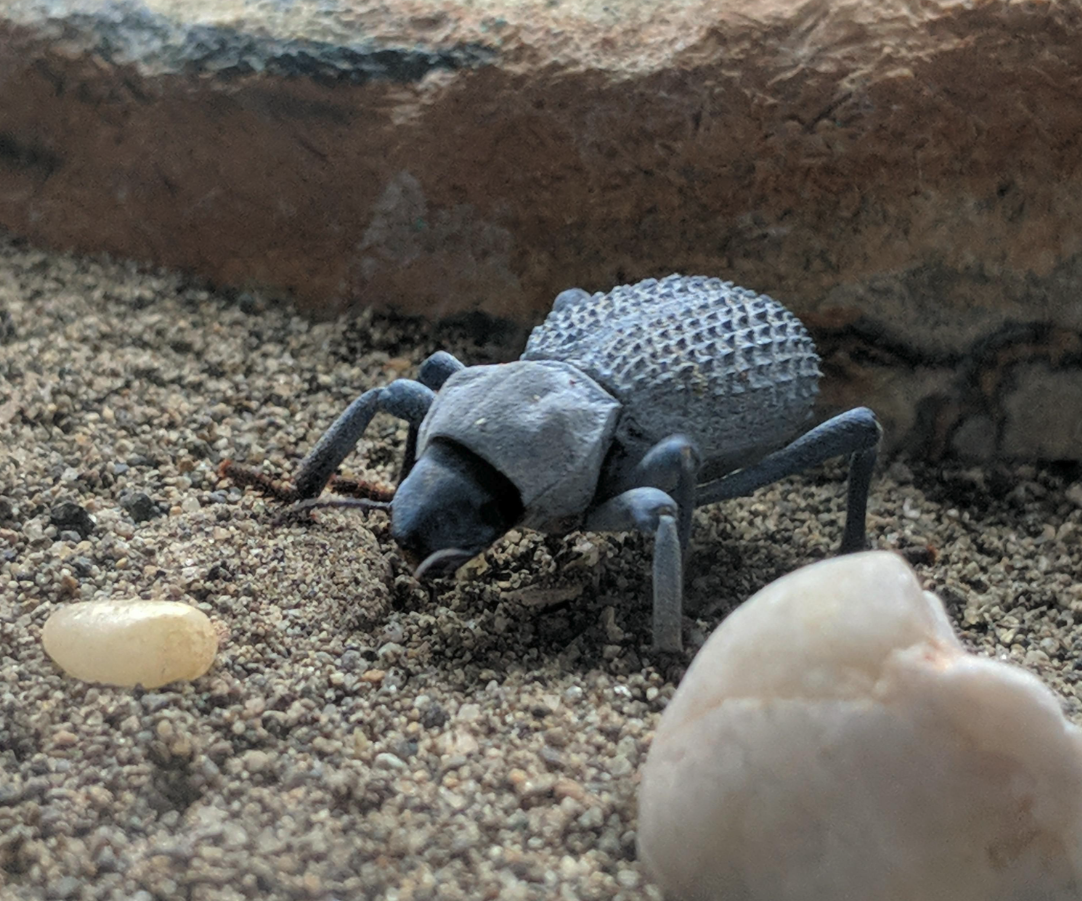Blue Death-Feigning Beetle