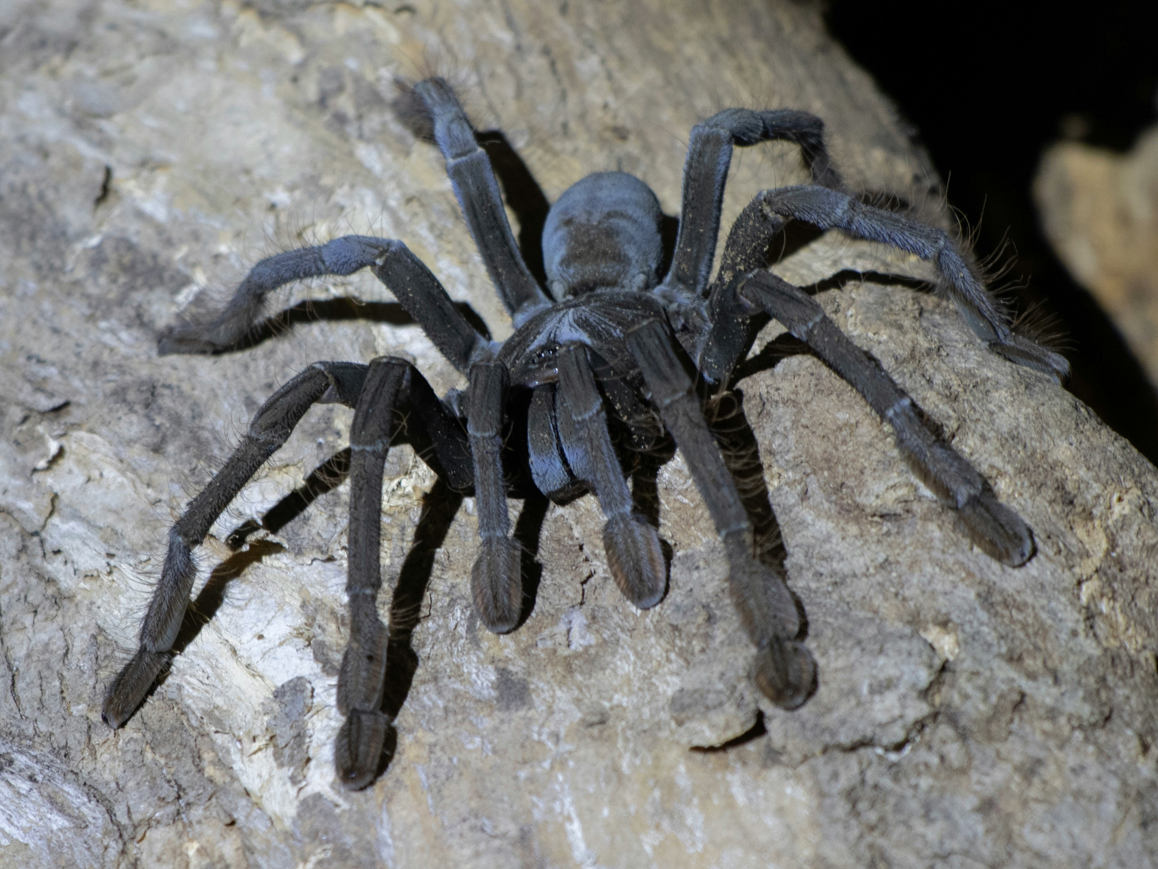 Brazilian Black Tarantula