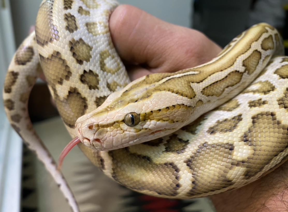 Burmese Python