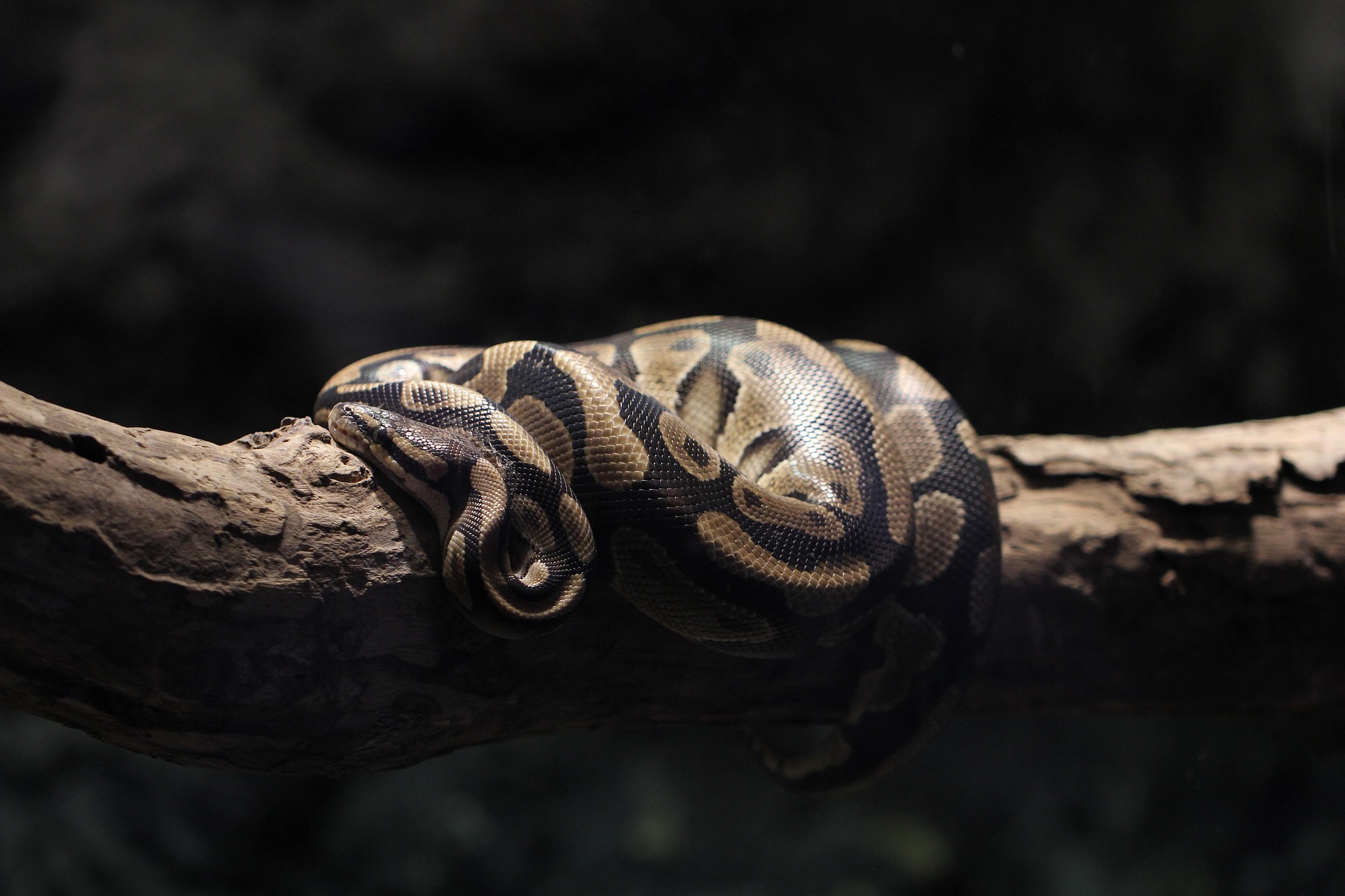 Burmese Python
