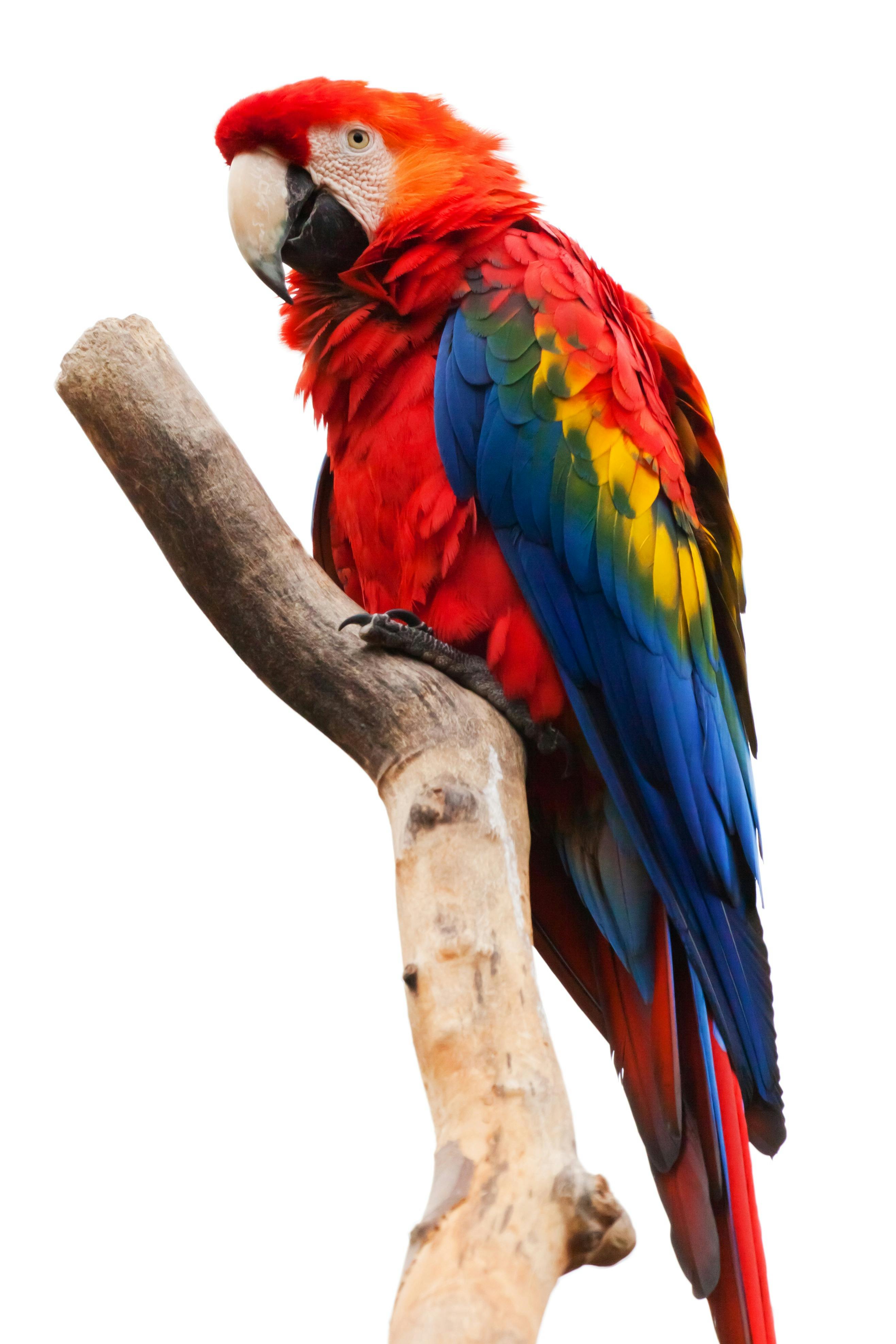 Catalina Macaw