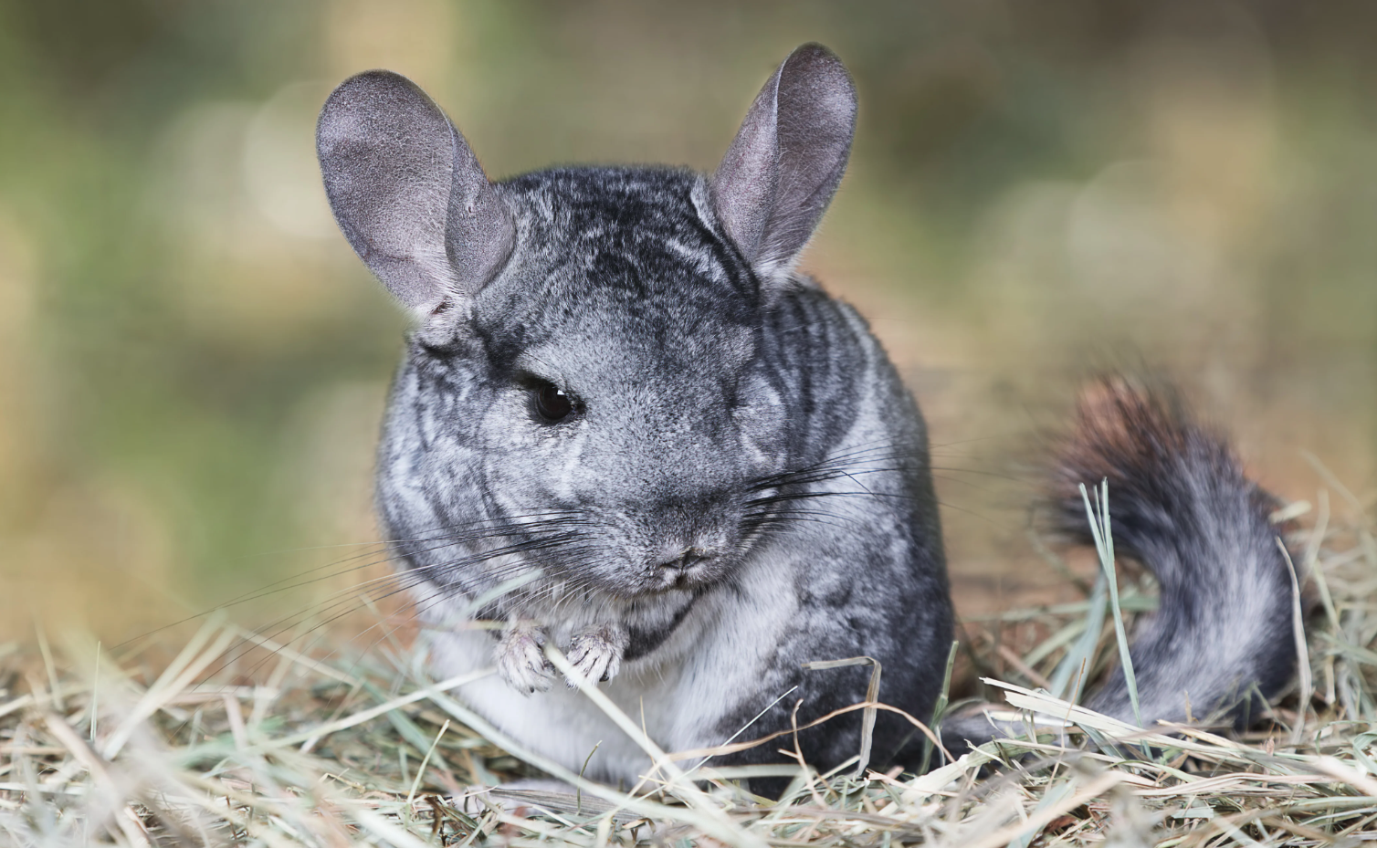 Chinchilla