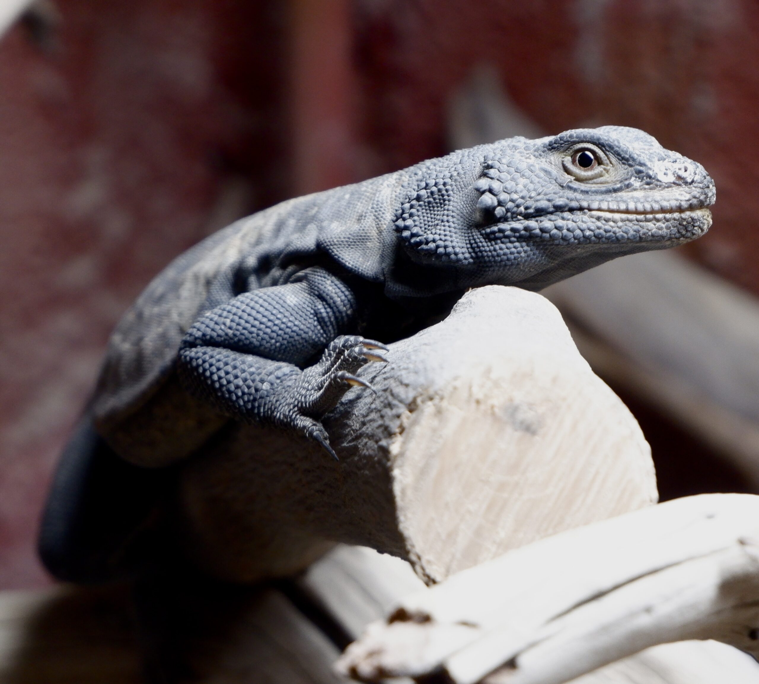 Chuckwalla