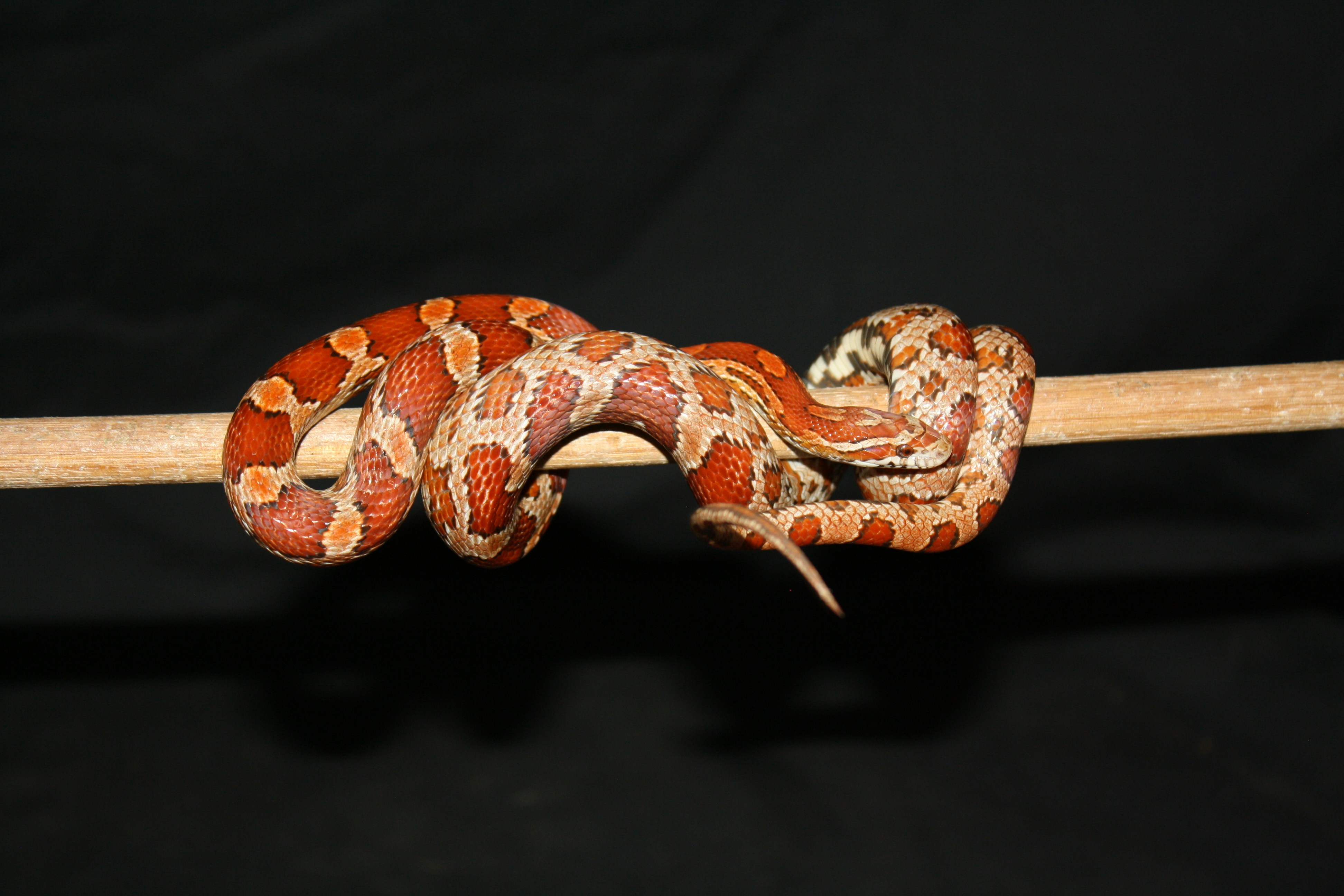 Corn Snake