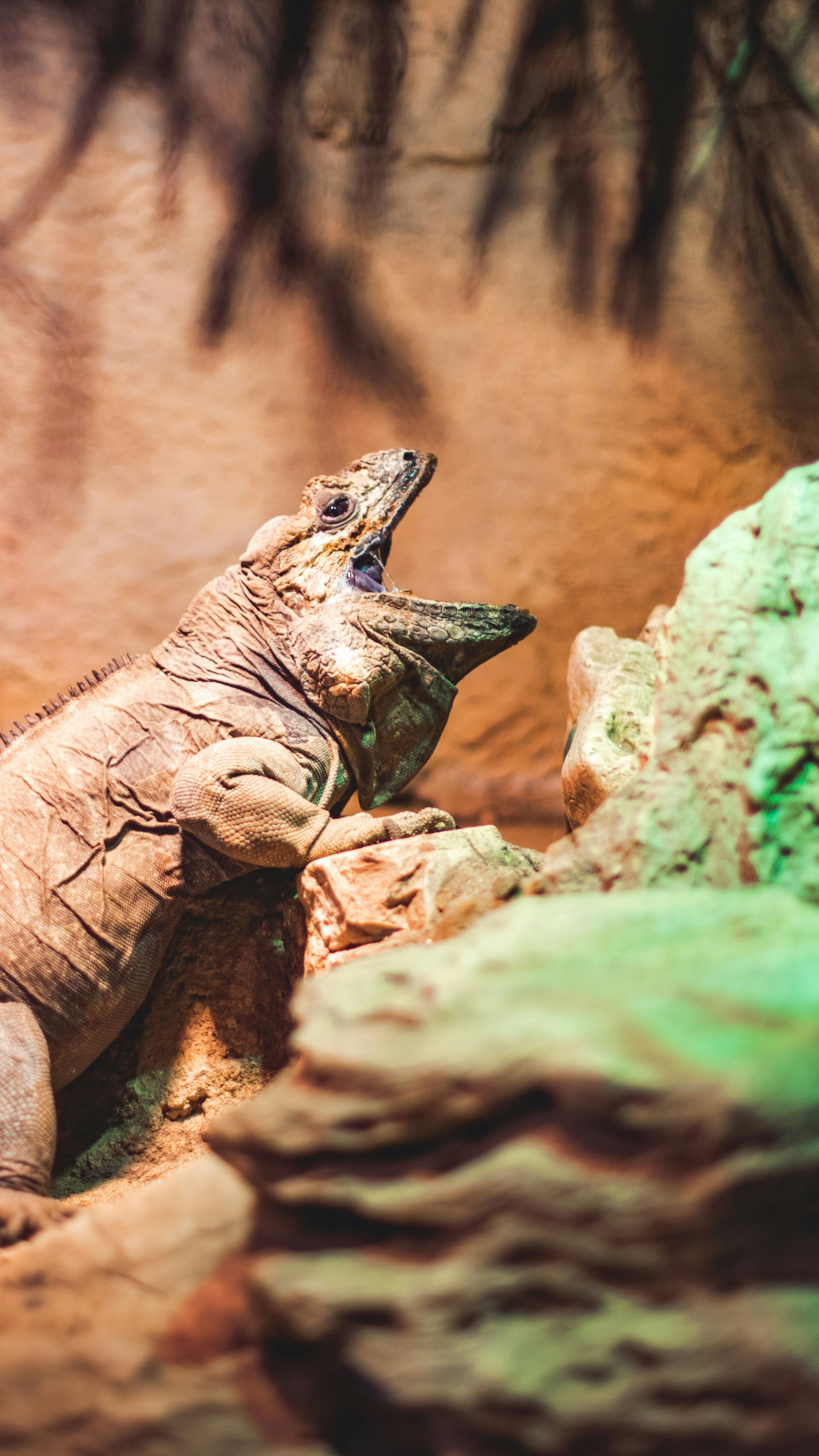 Cuban Rock Iguana