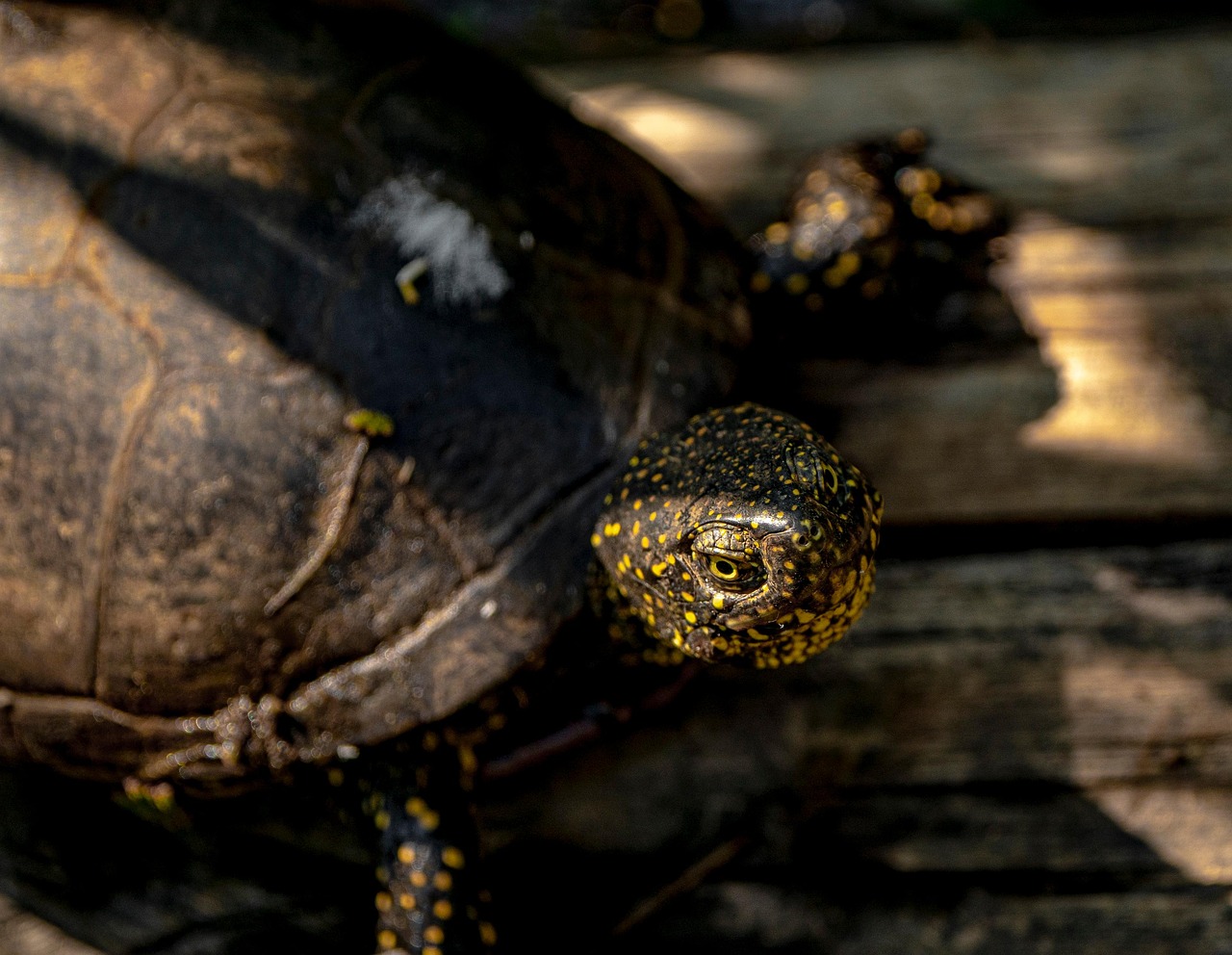 Diamondback Terrapin