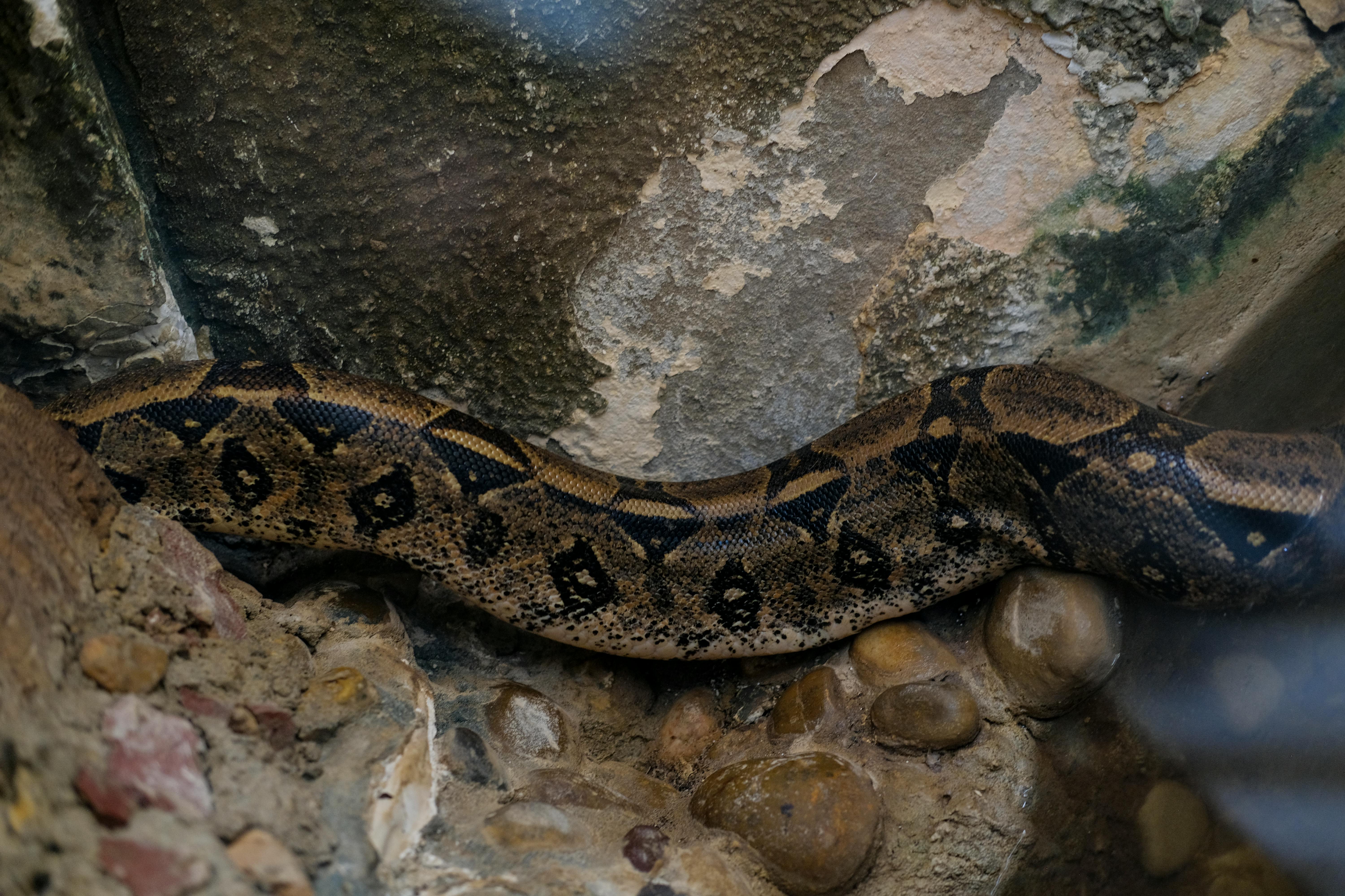 Dumeril's Boa