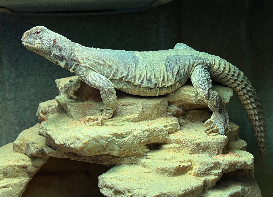 Egyptian Uromastyx