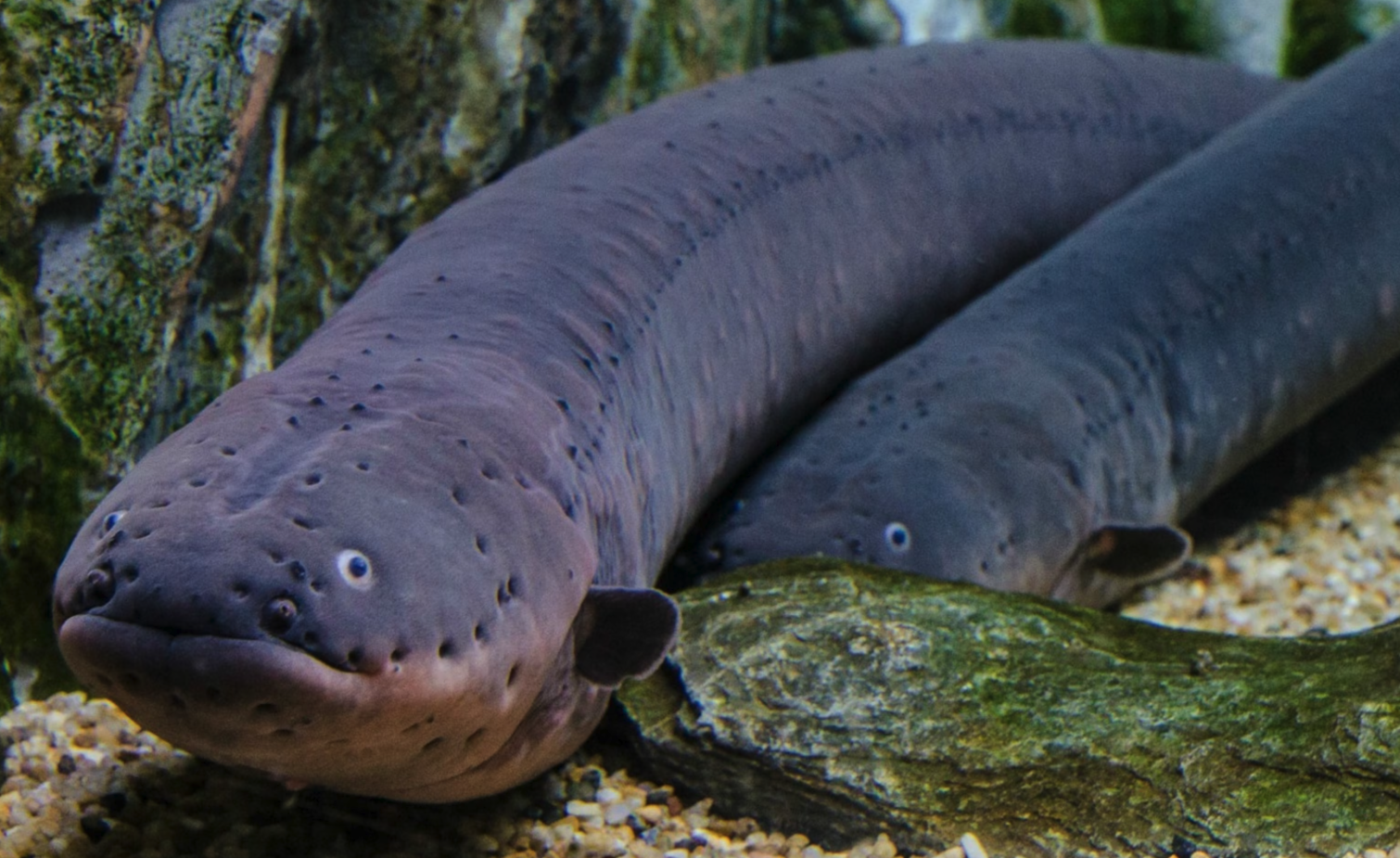 Electric Eel