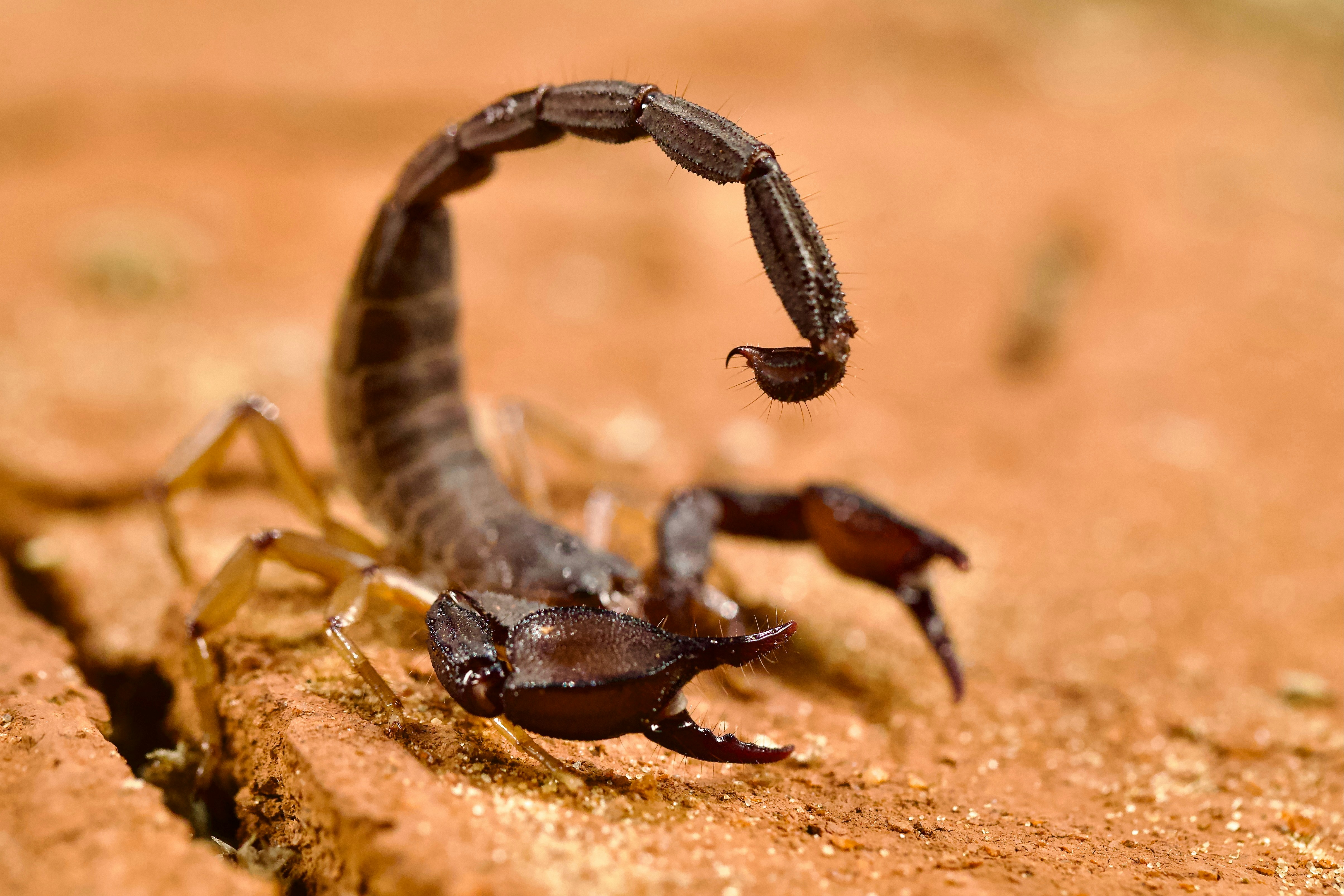 Emperor Scorpion