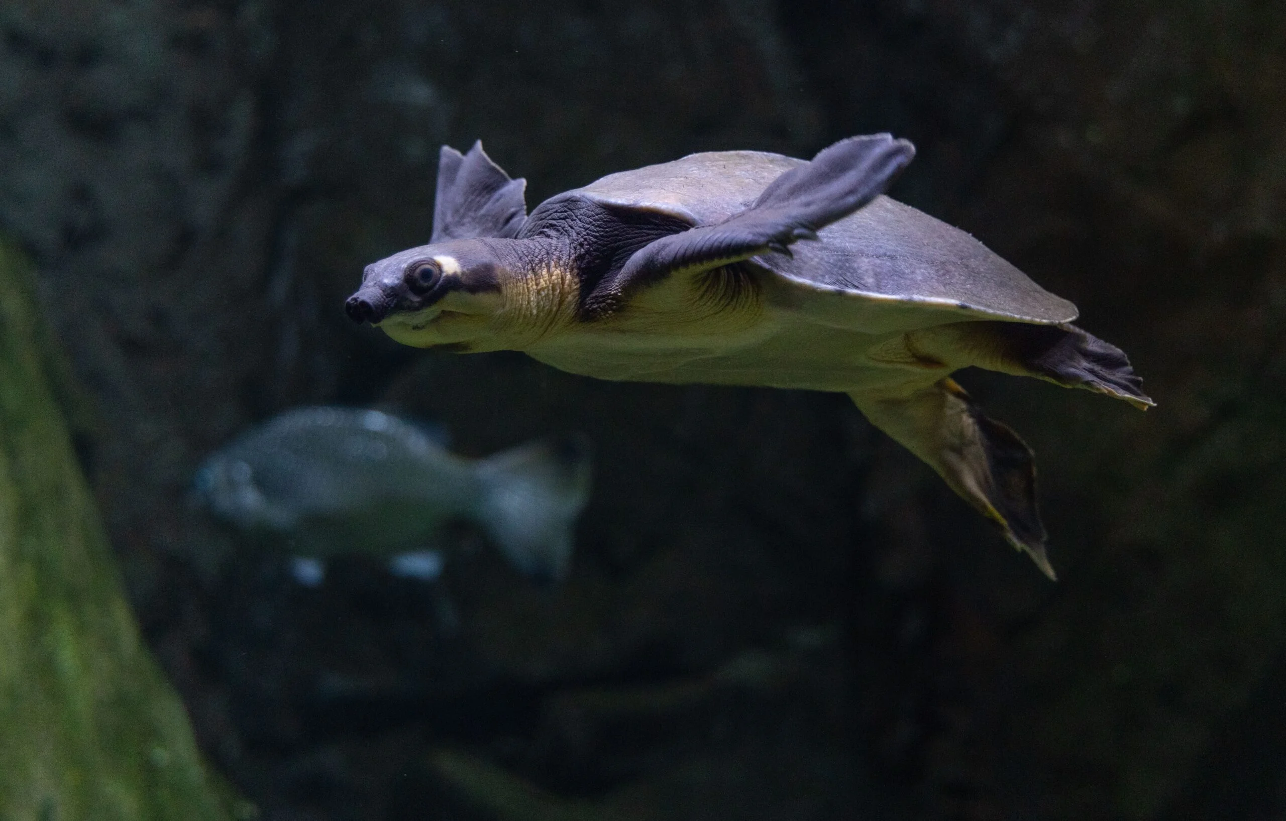 Fly River Turtle