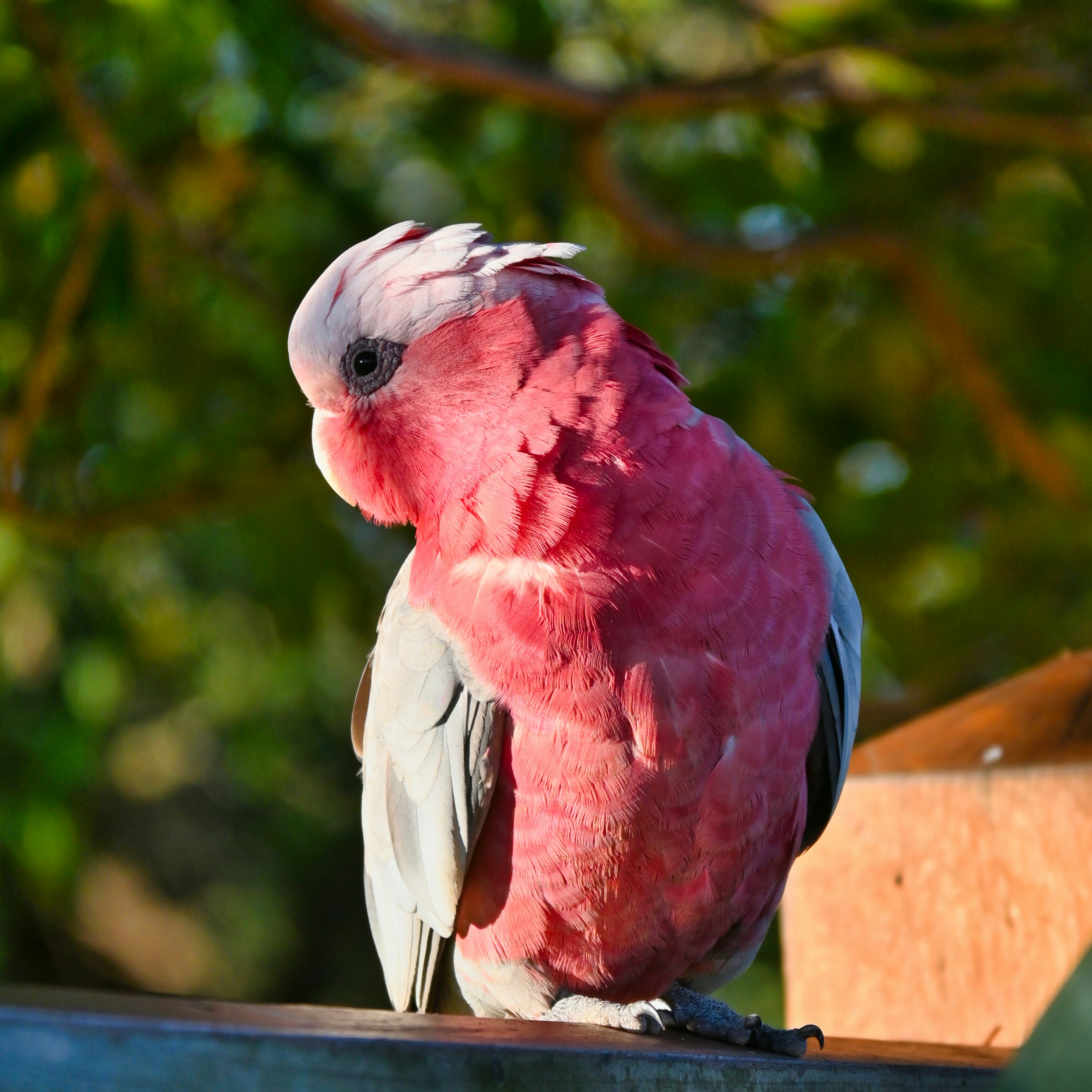 Galah Cockatoo