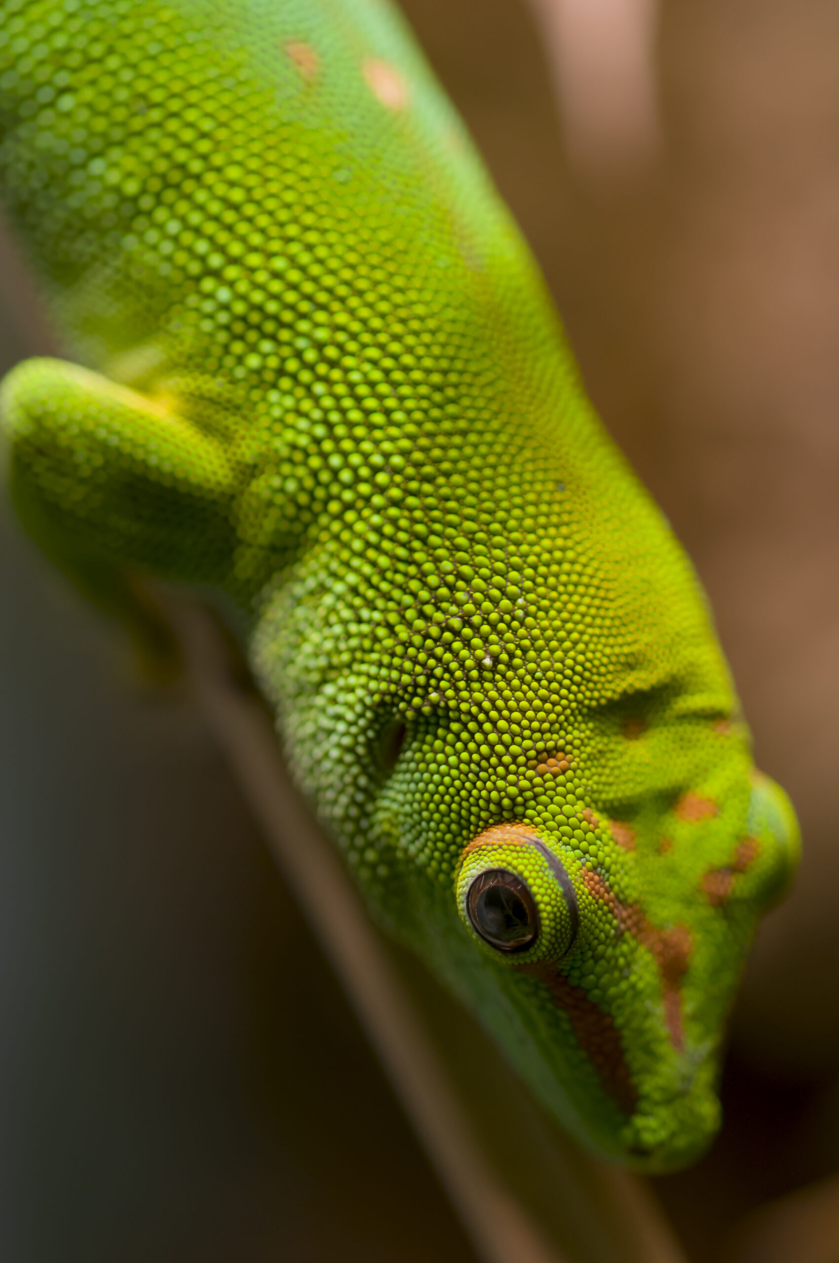 Giant Day Gecko
