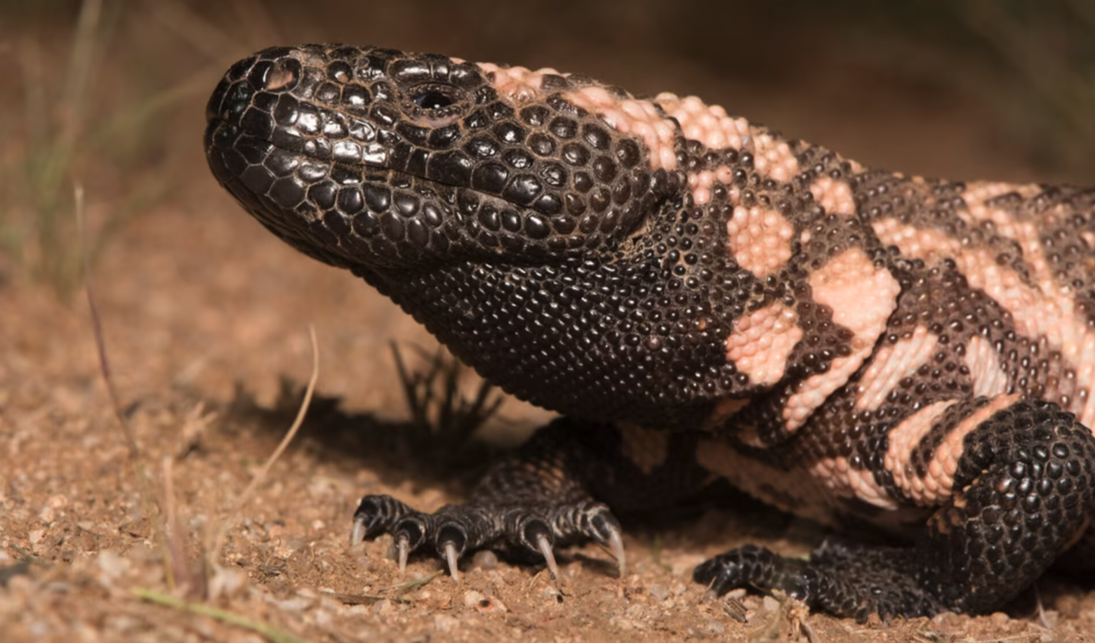 Gila Monster