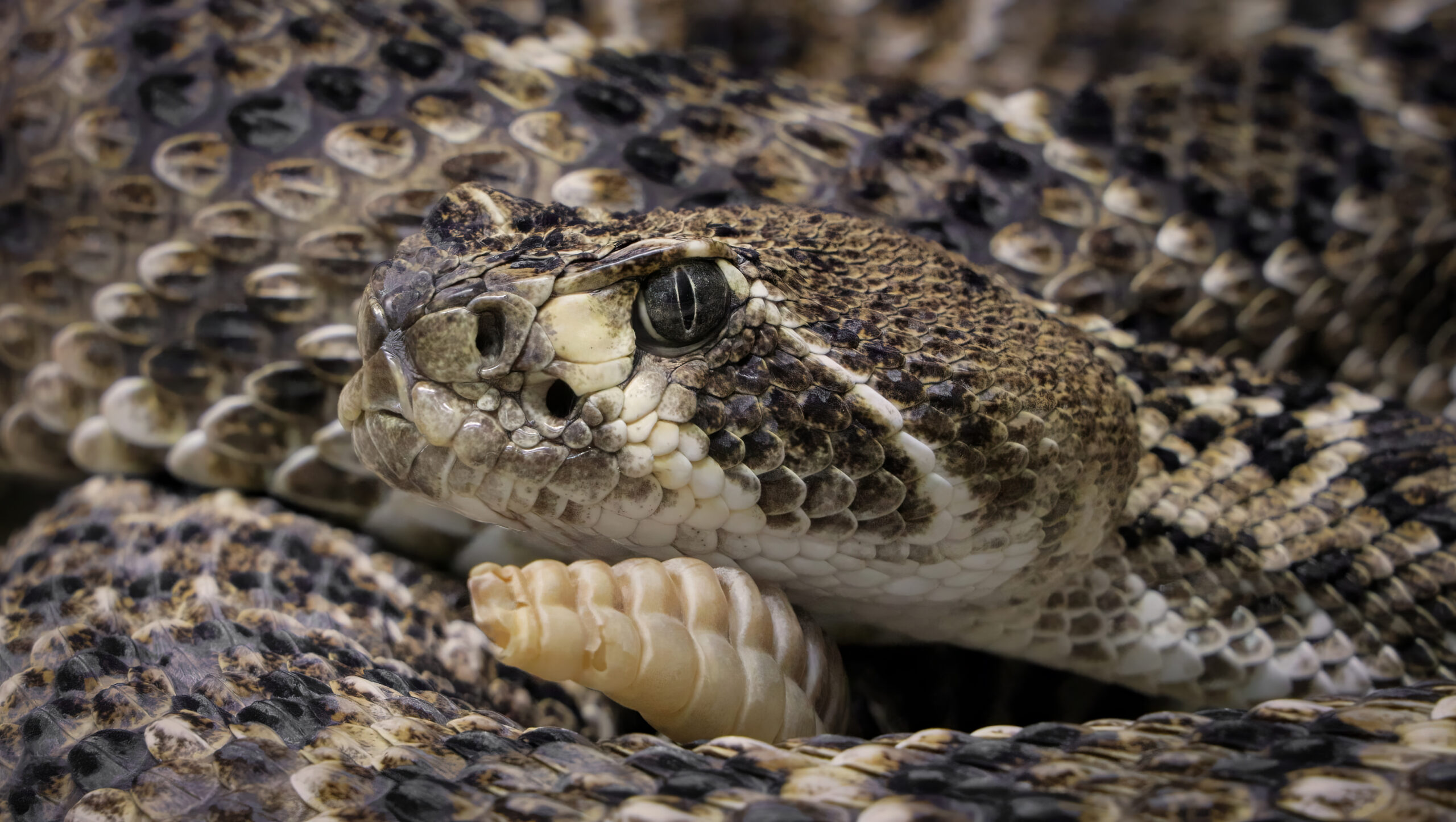 Great Basin Rattlesnake