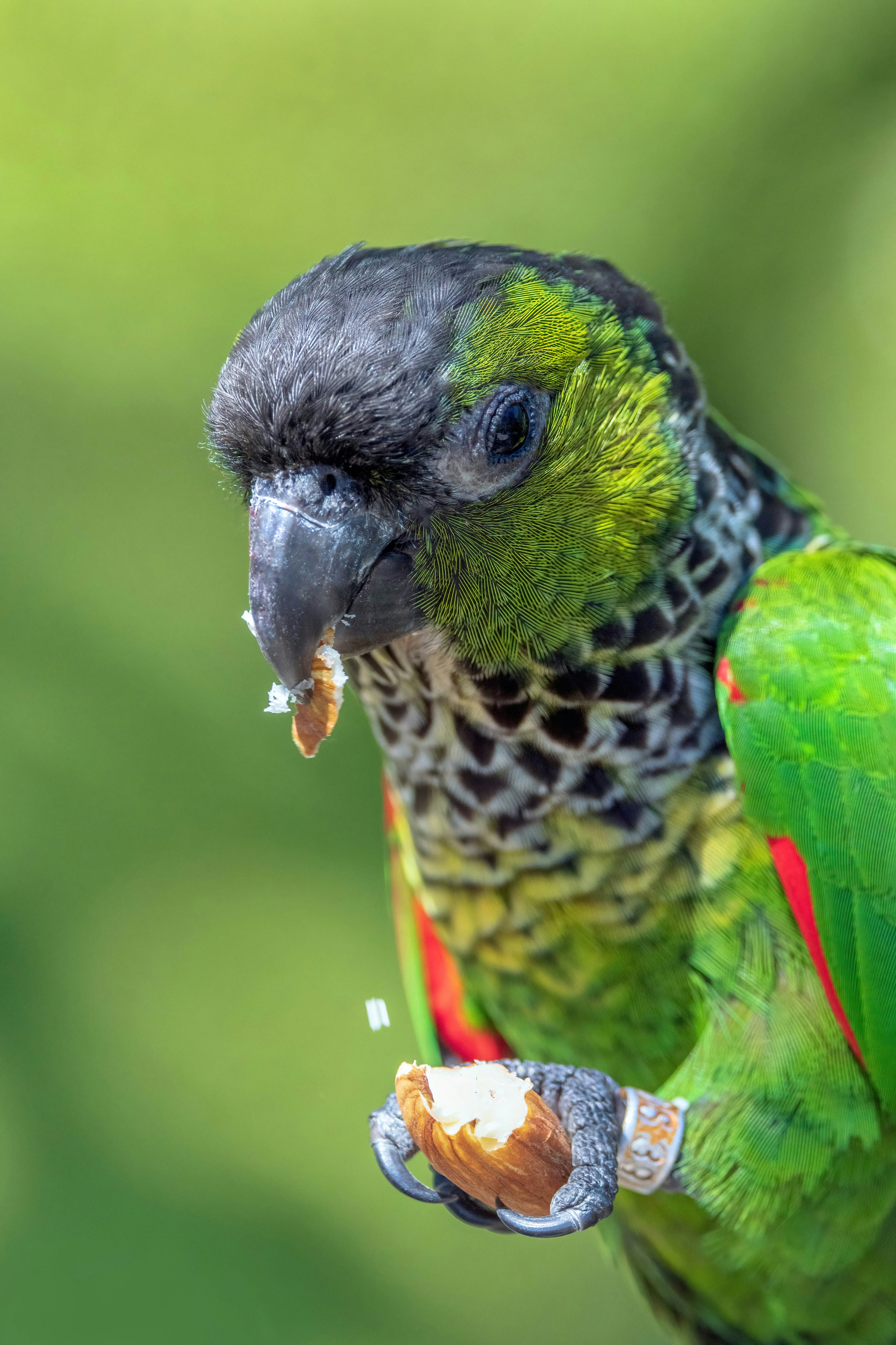 Green-Cheeked Conure