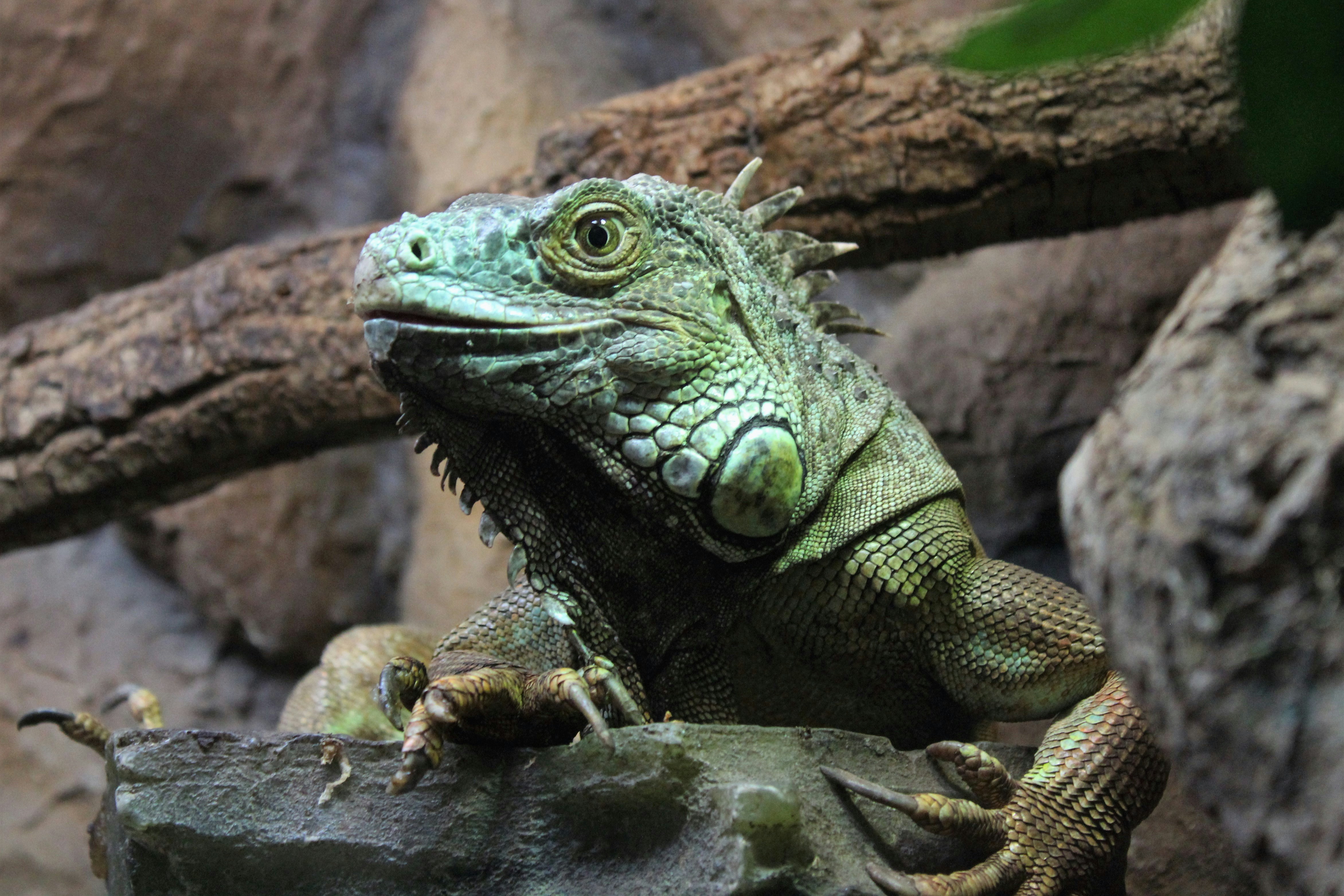 Green Iguana