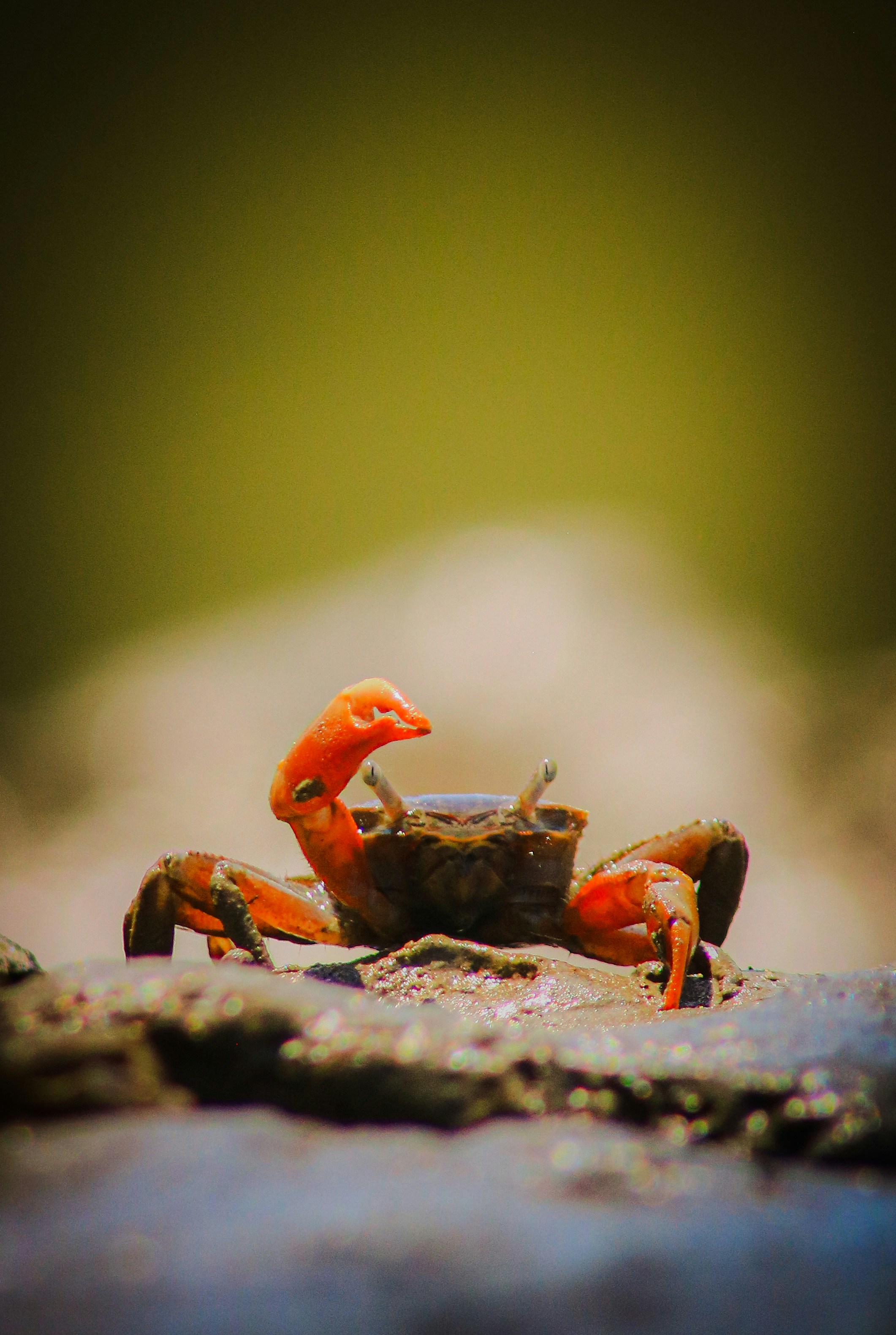 Halloween Crab