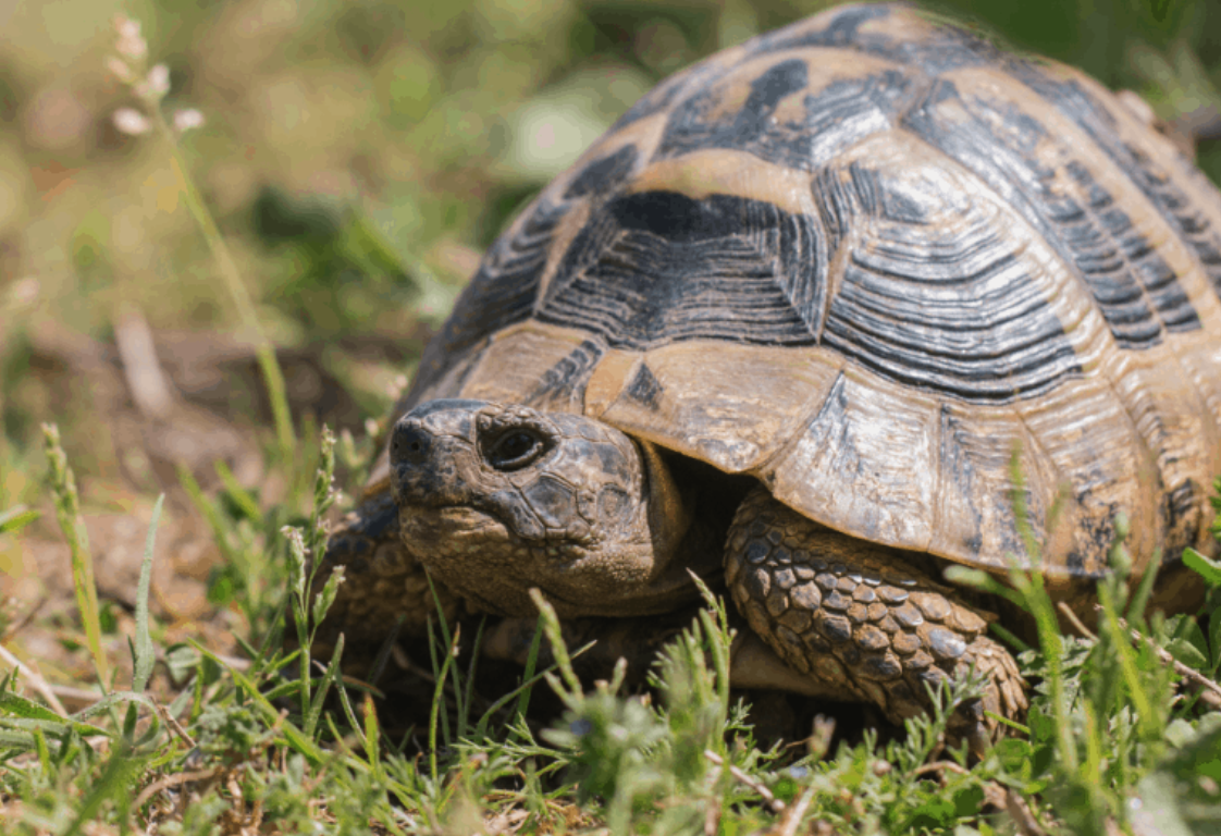 Hermann's Tortoise