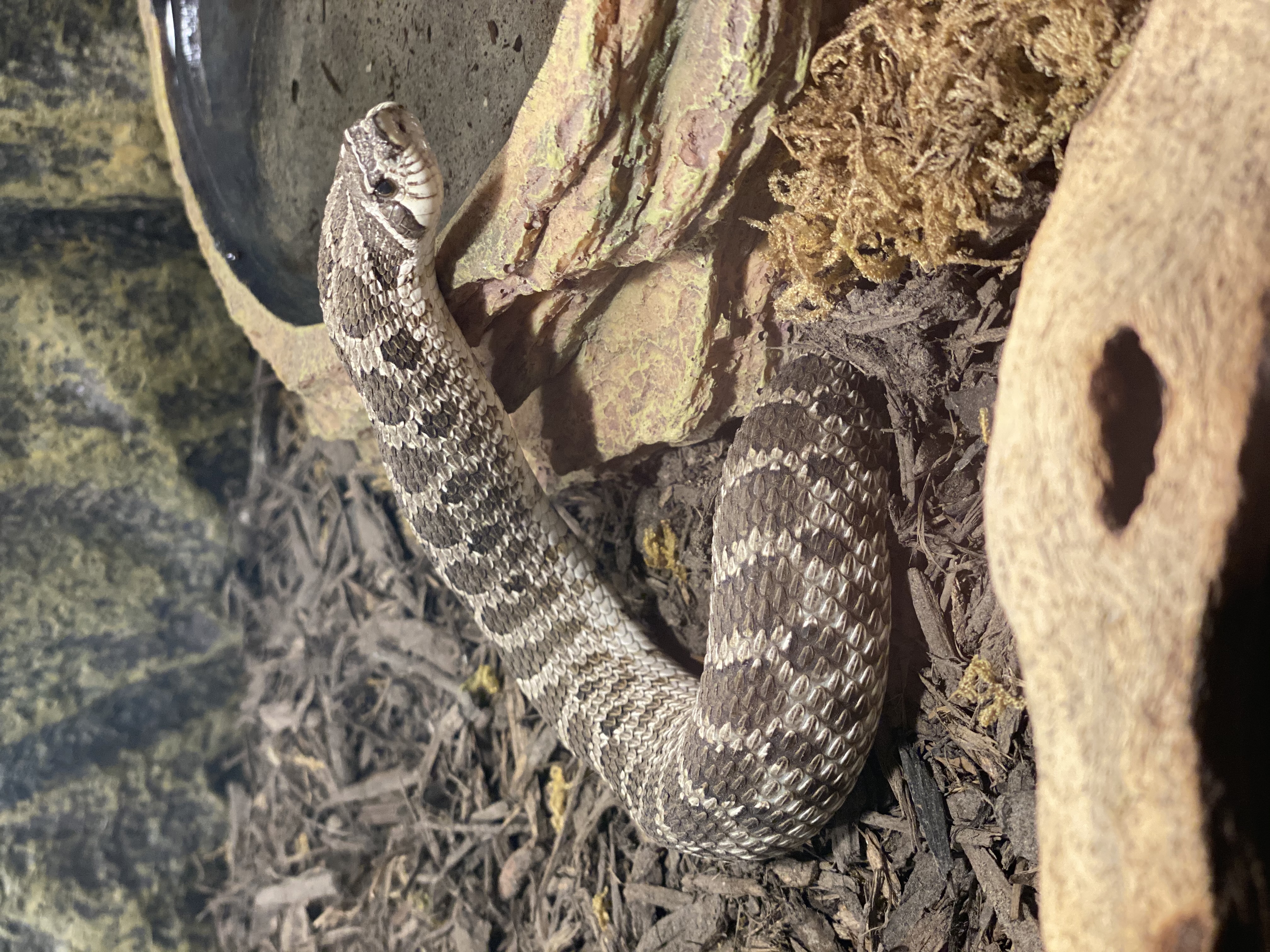 Hognose Snake