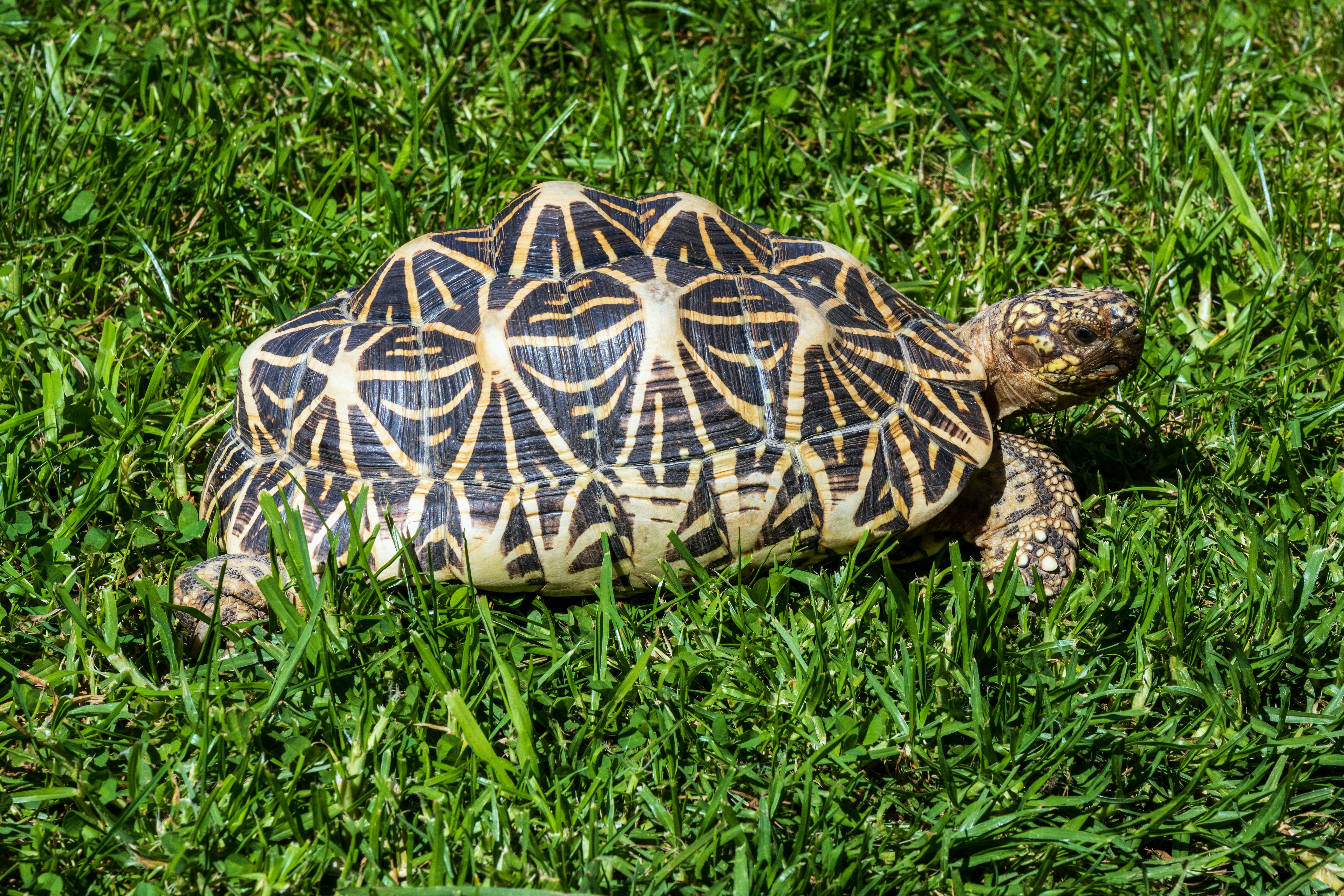 Indian Star Tortoise