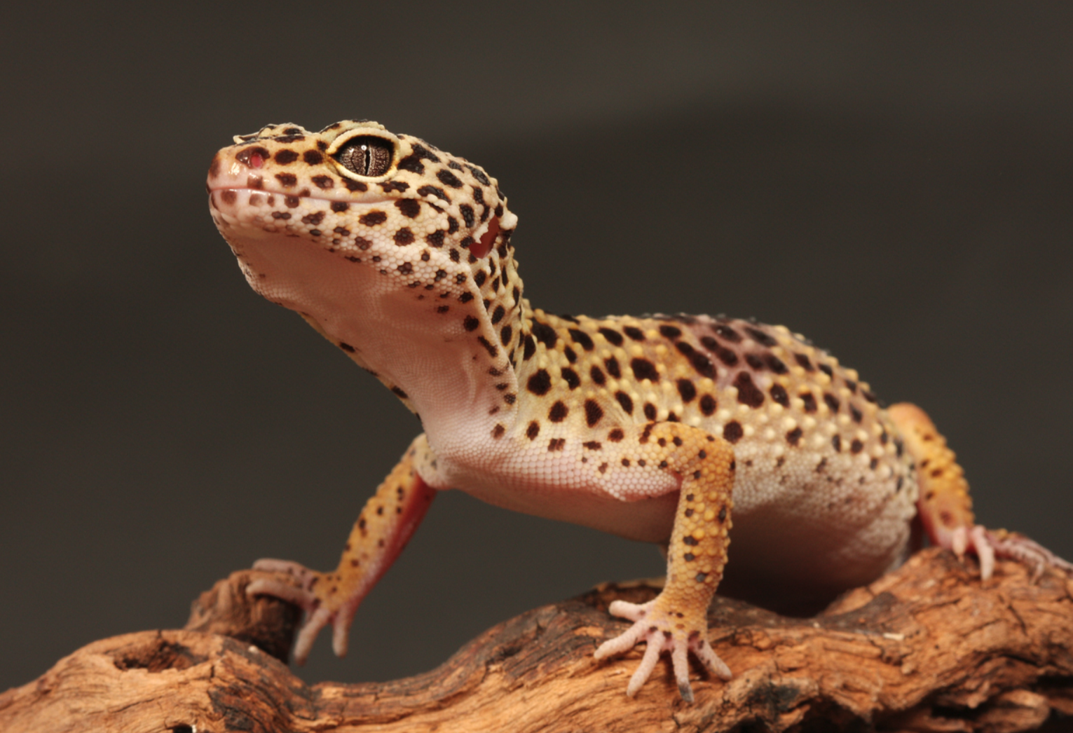 Leopard Gecko