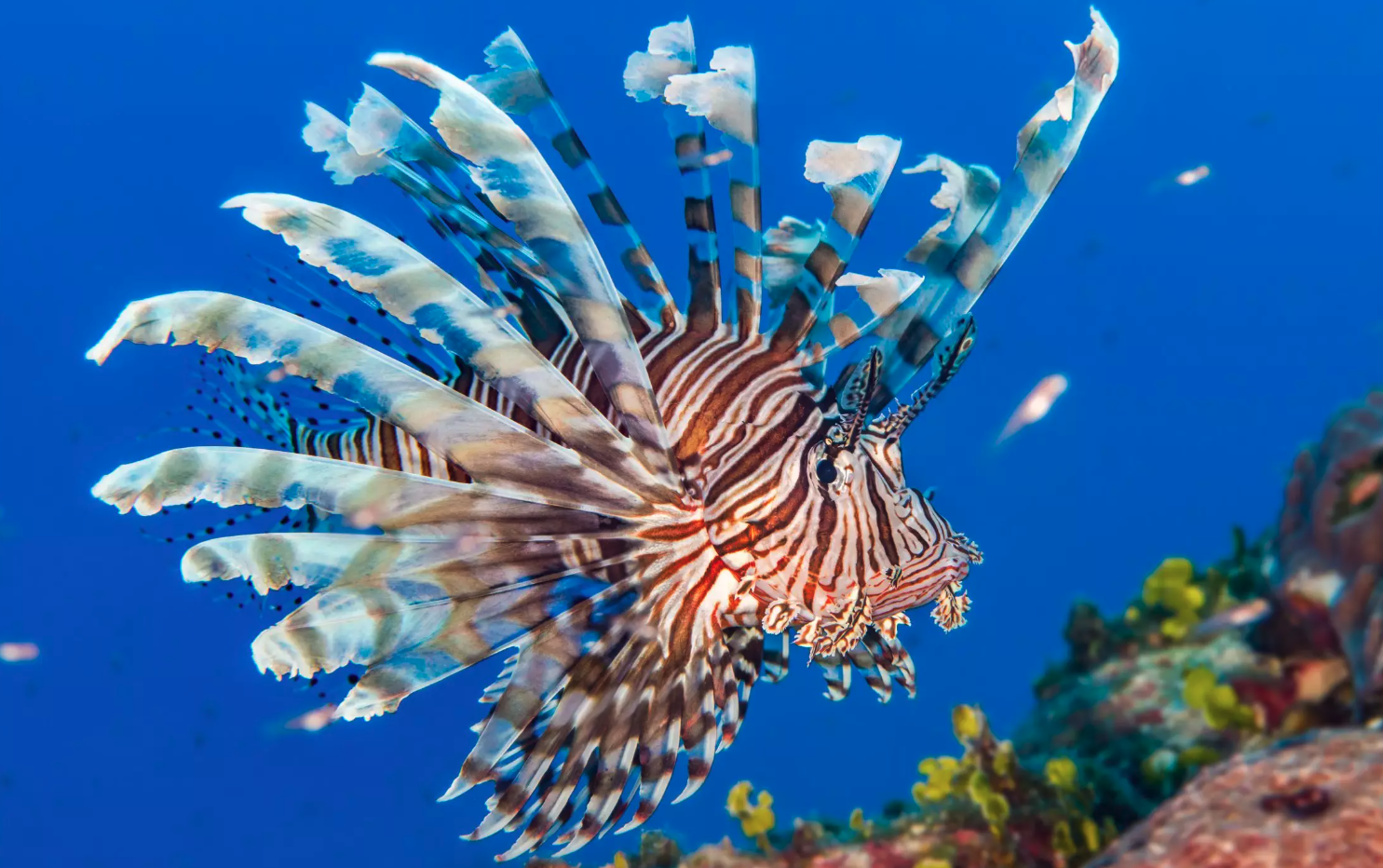 Lionfish