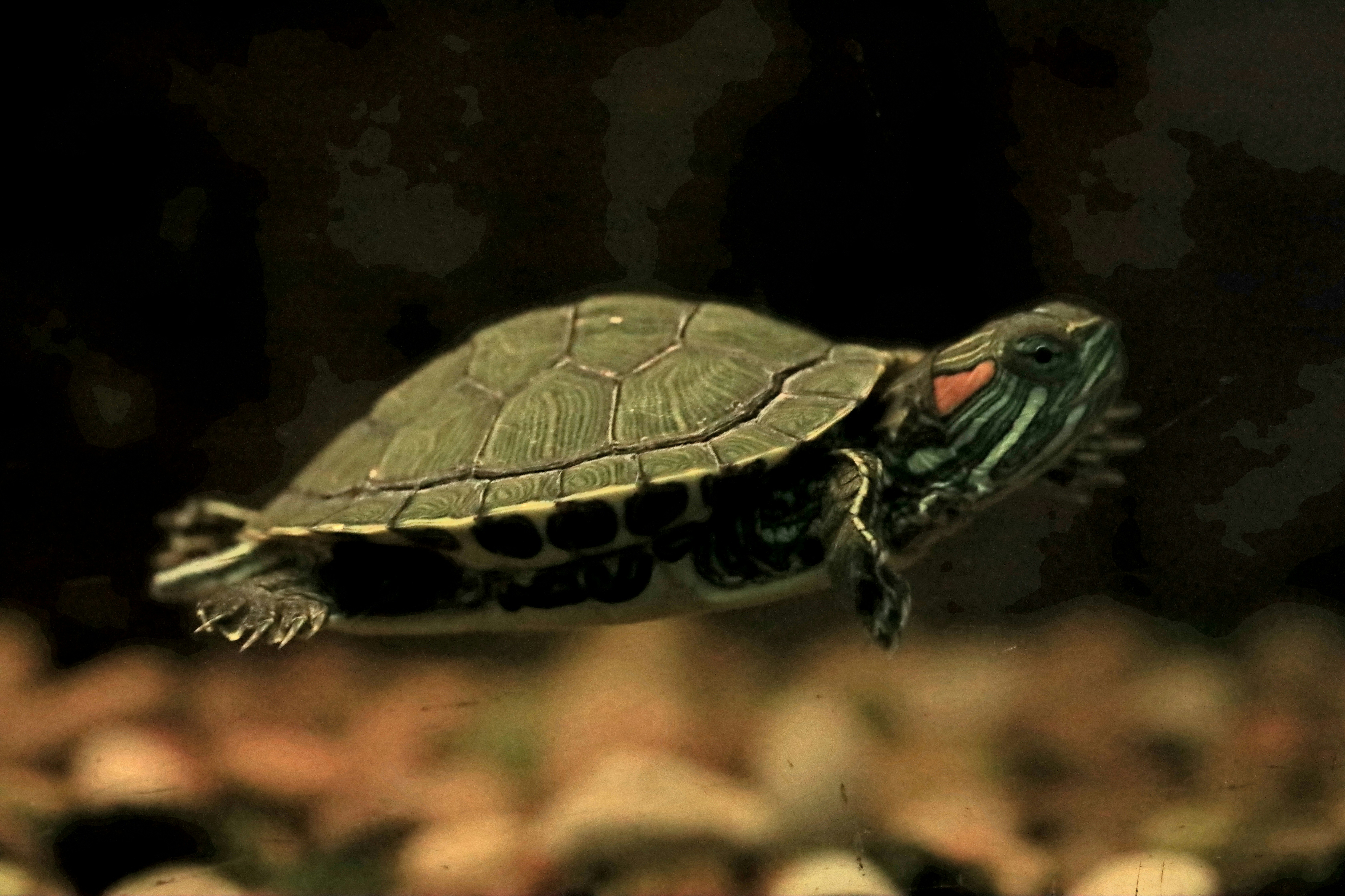 Map Turtle