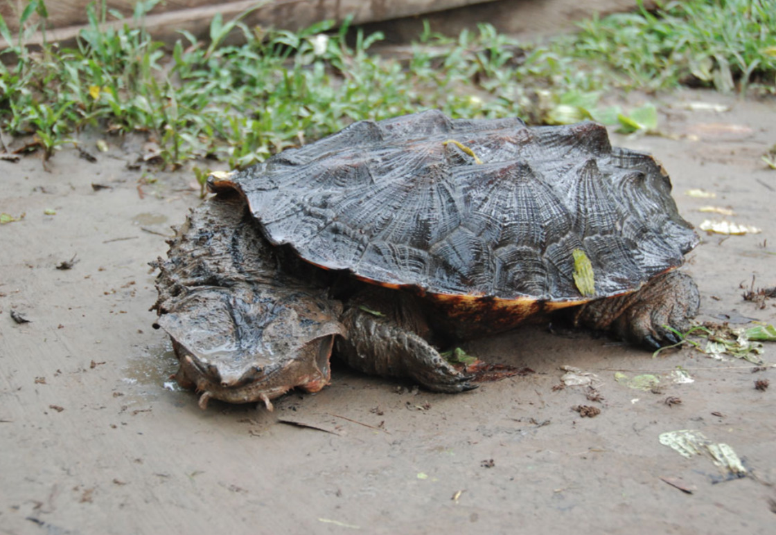 Mata Mata Turtle