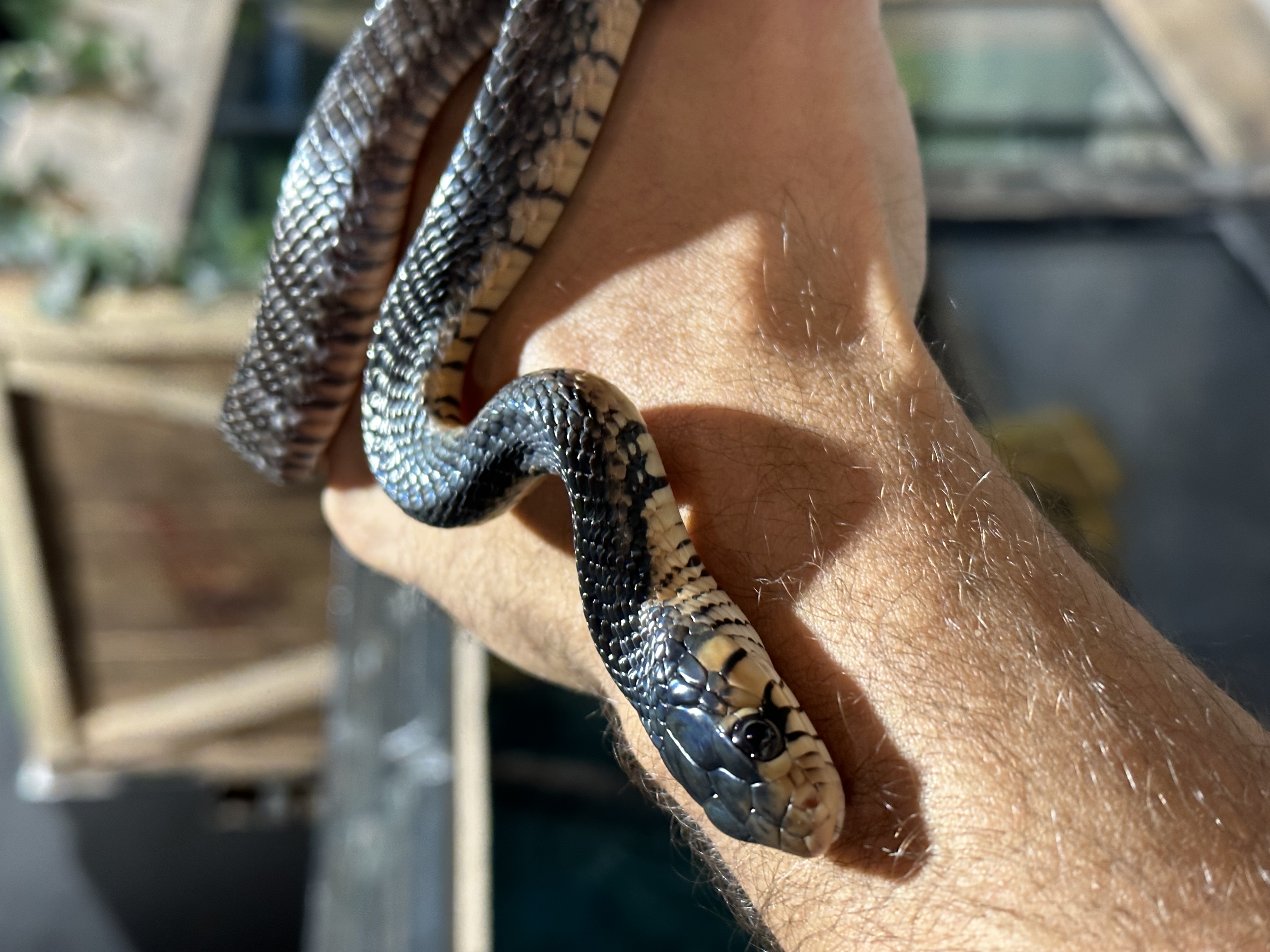 Mexican Red-Tailed Indigo Snake