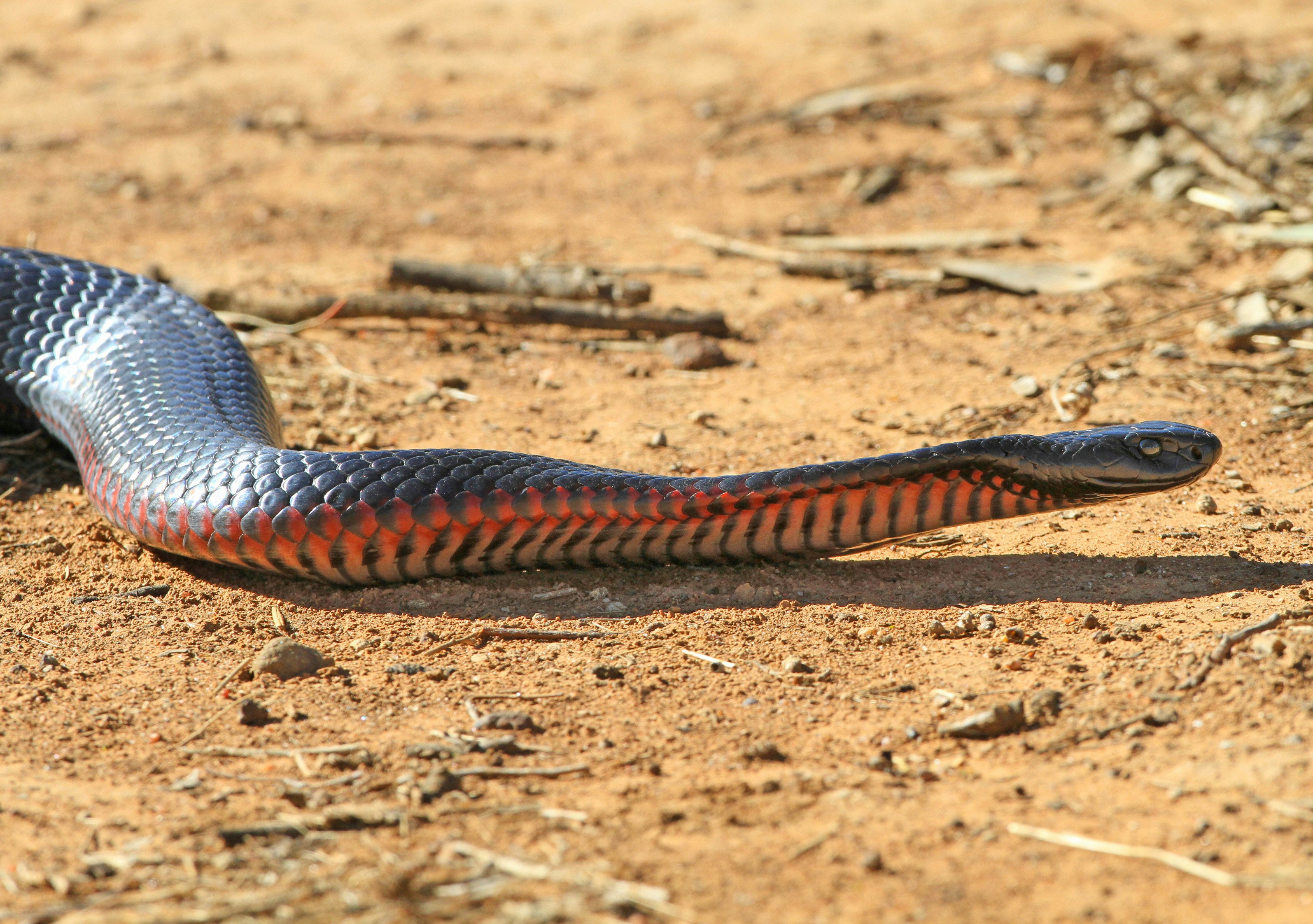 Mexican Red-Tailed Indigo Snake