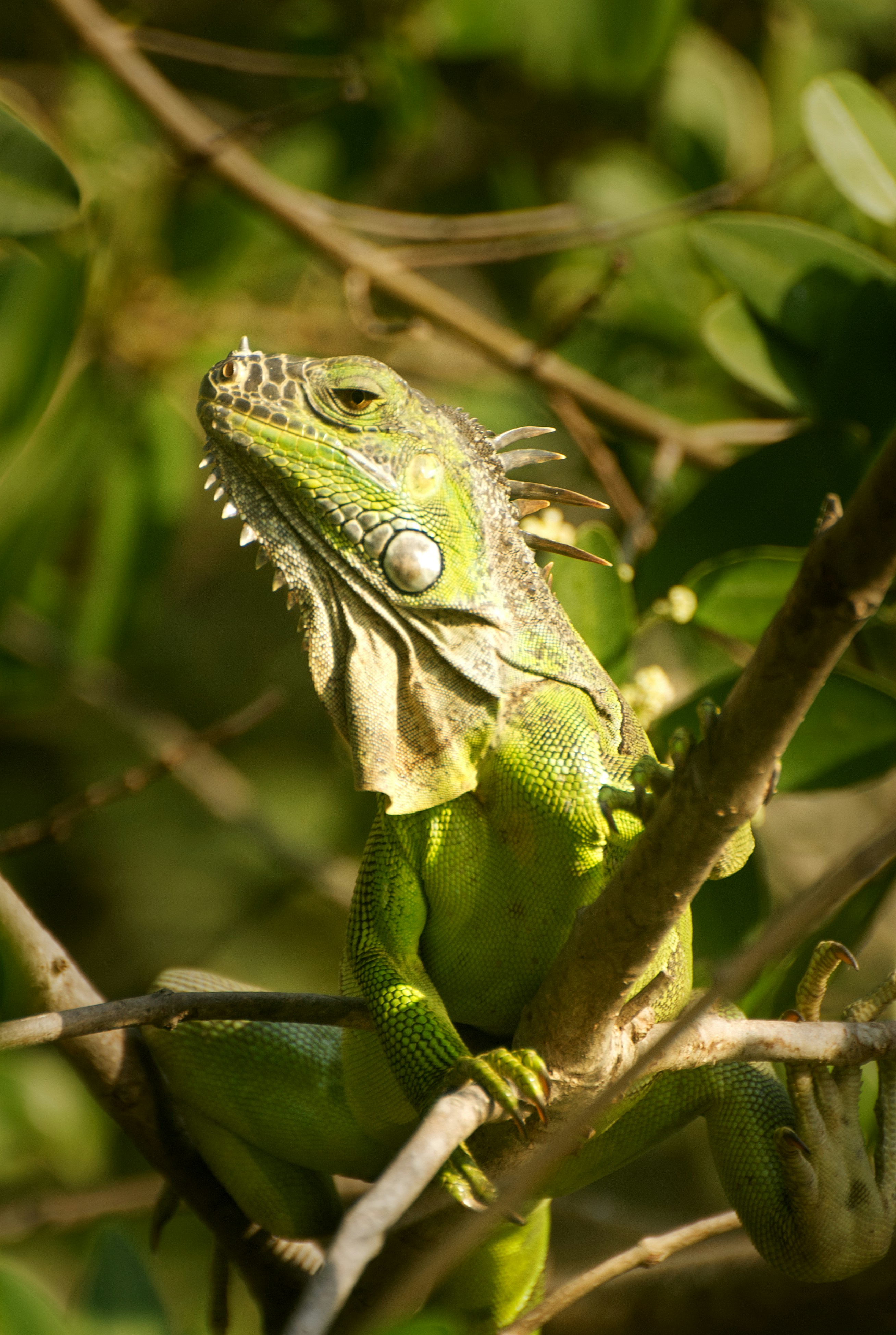 Mexican Spiny-Tailed Iguana