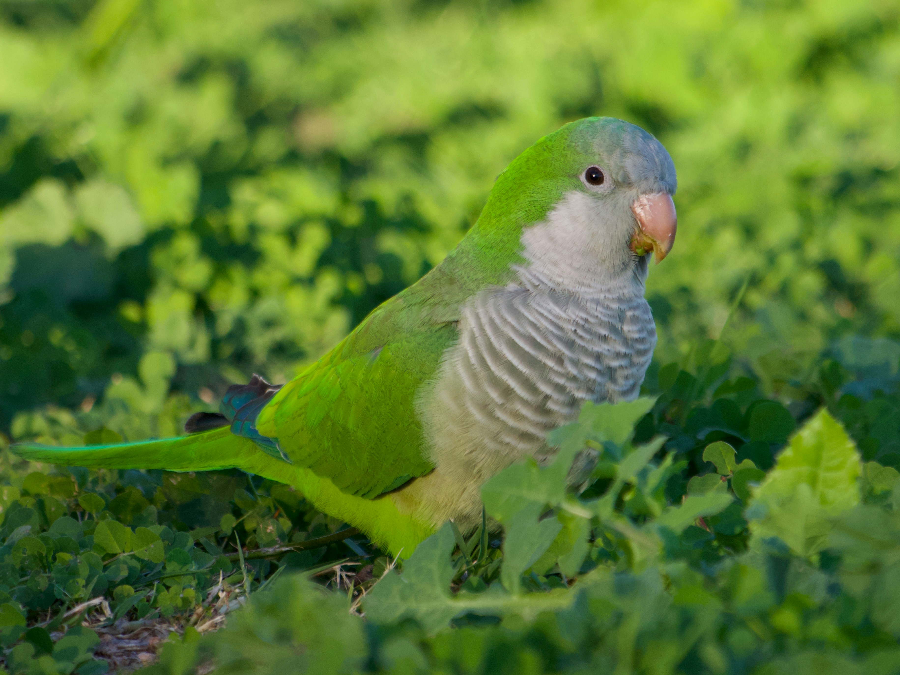 Monk Parakeet