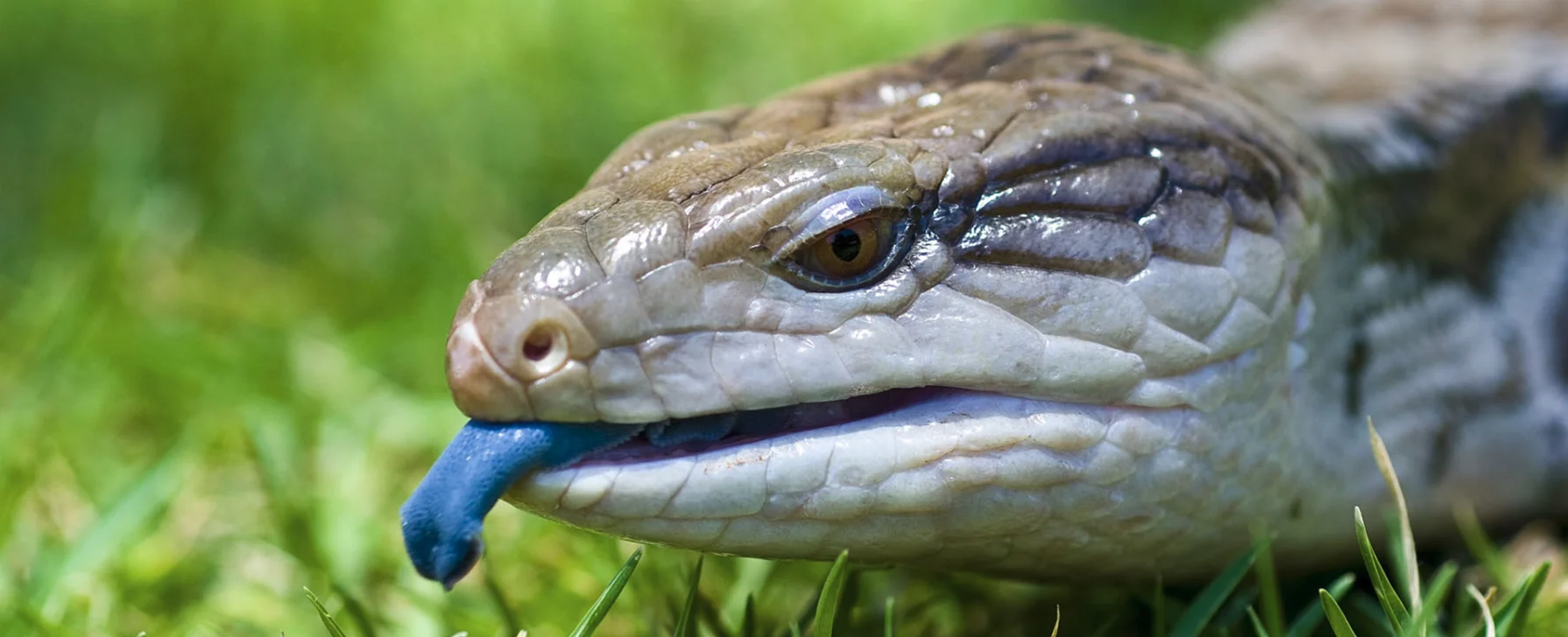 Northern Blue-Tongued Skink
