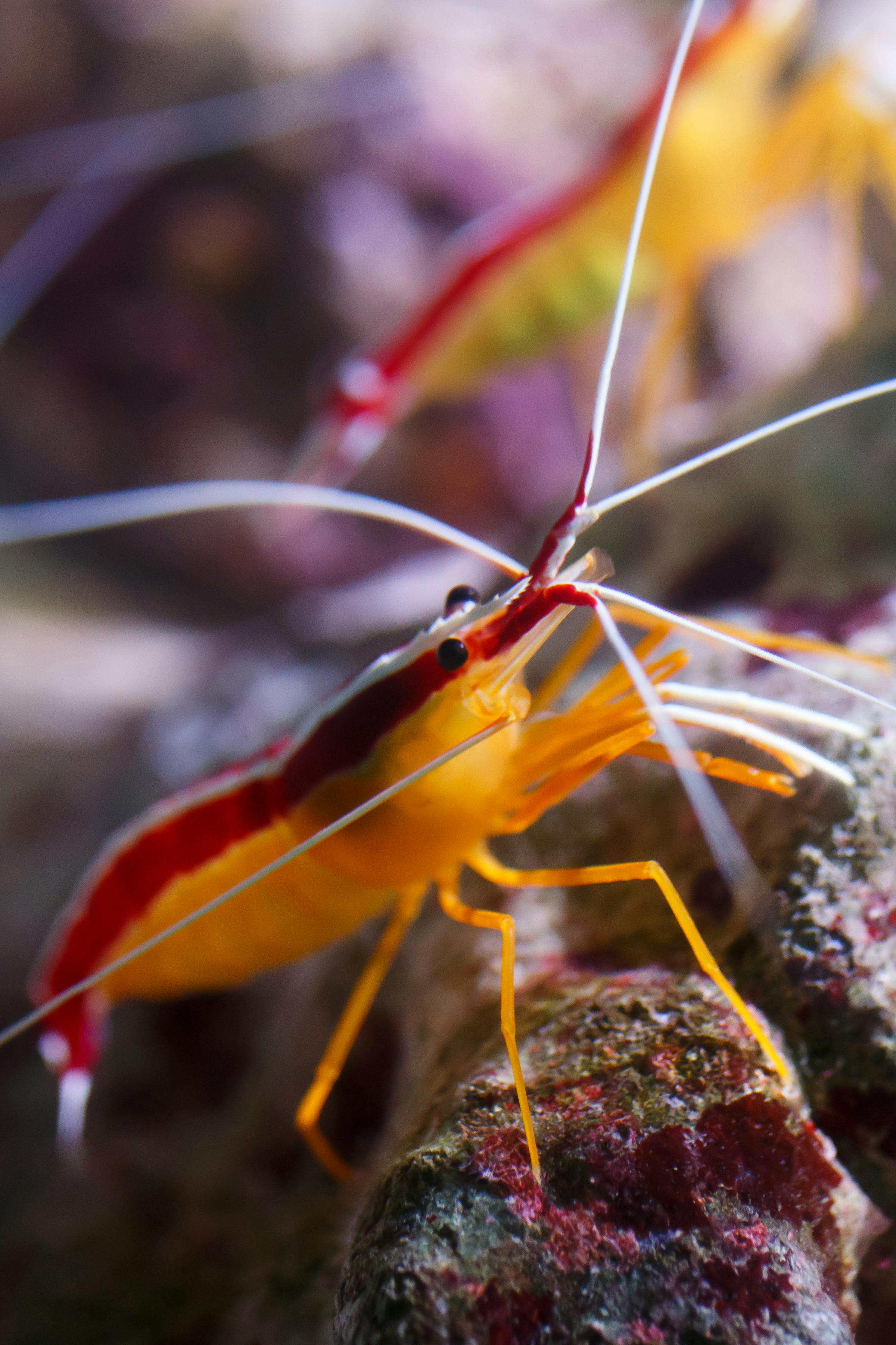 Pacific Cleaner Shrimp