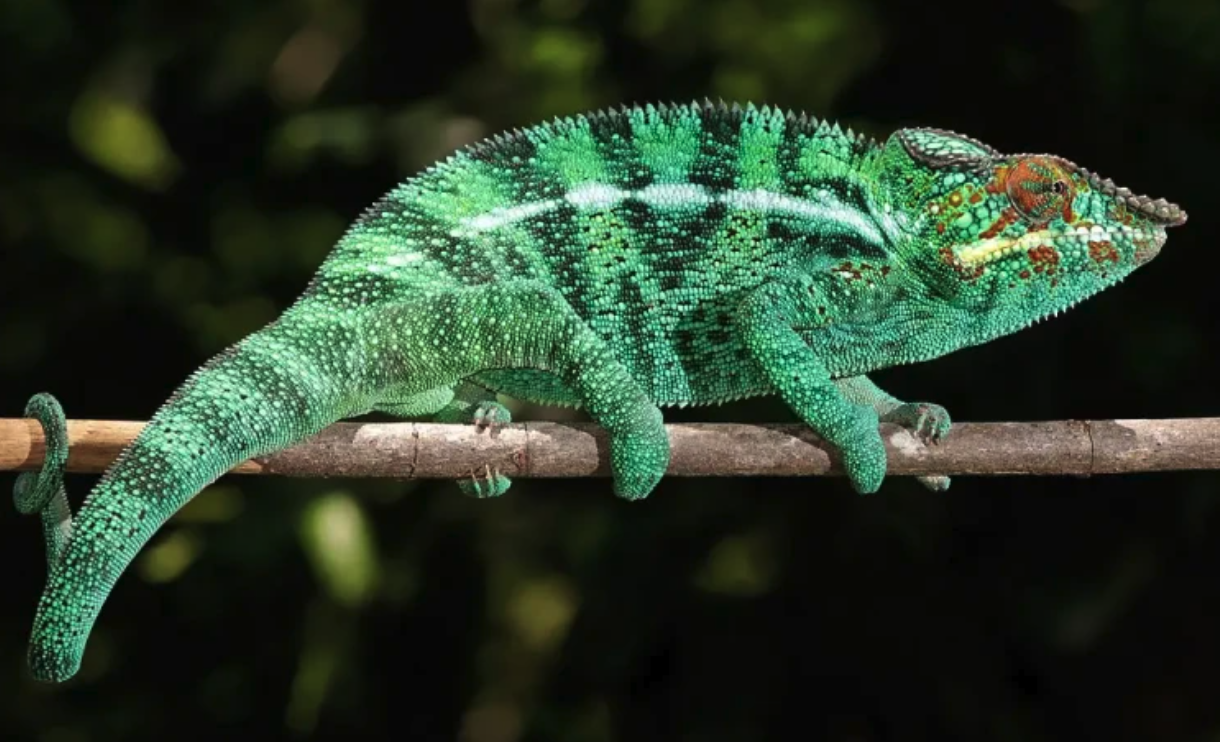 Panther Chameleon