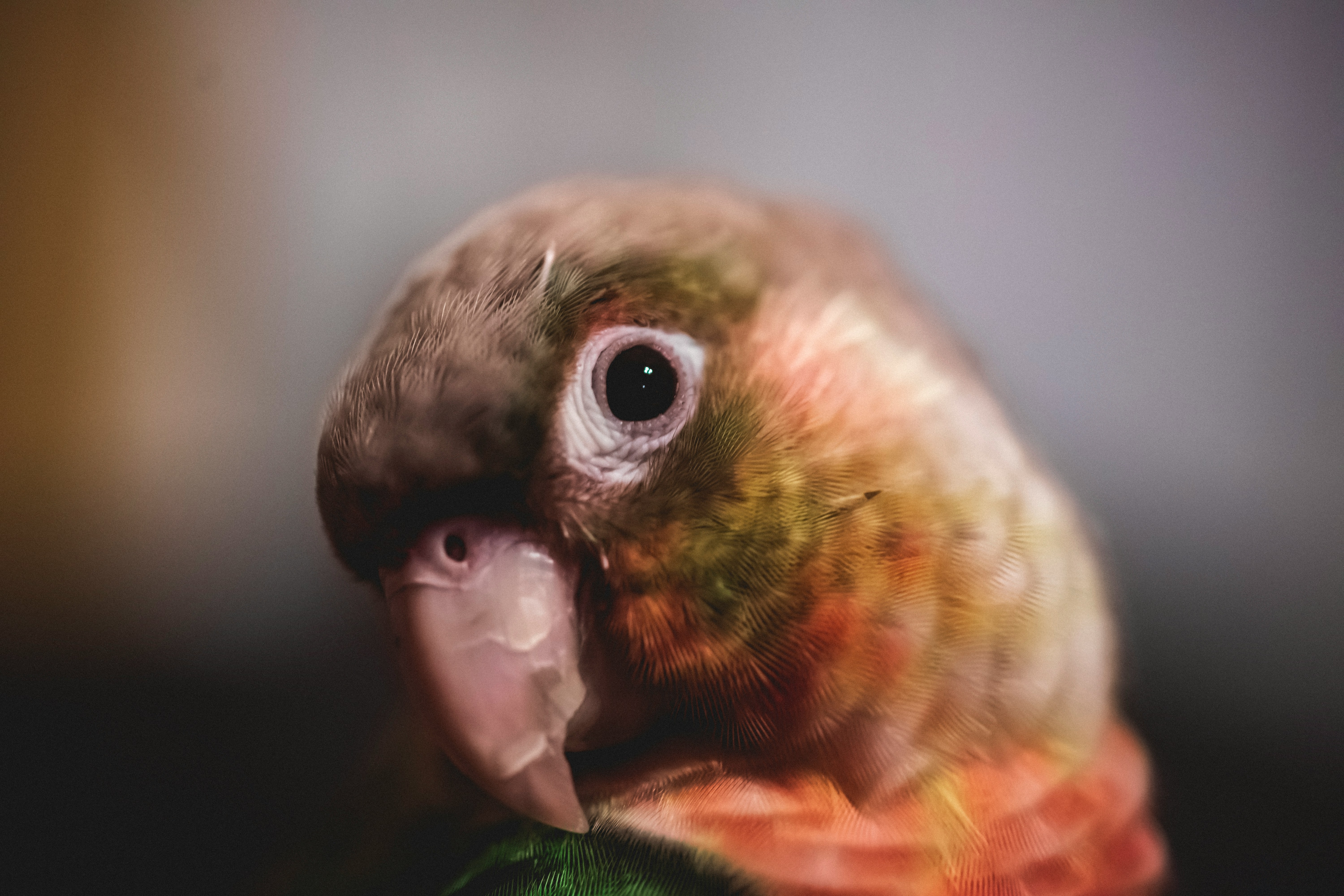 Pineapple Conure