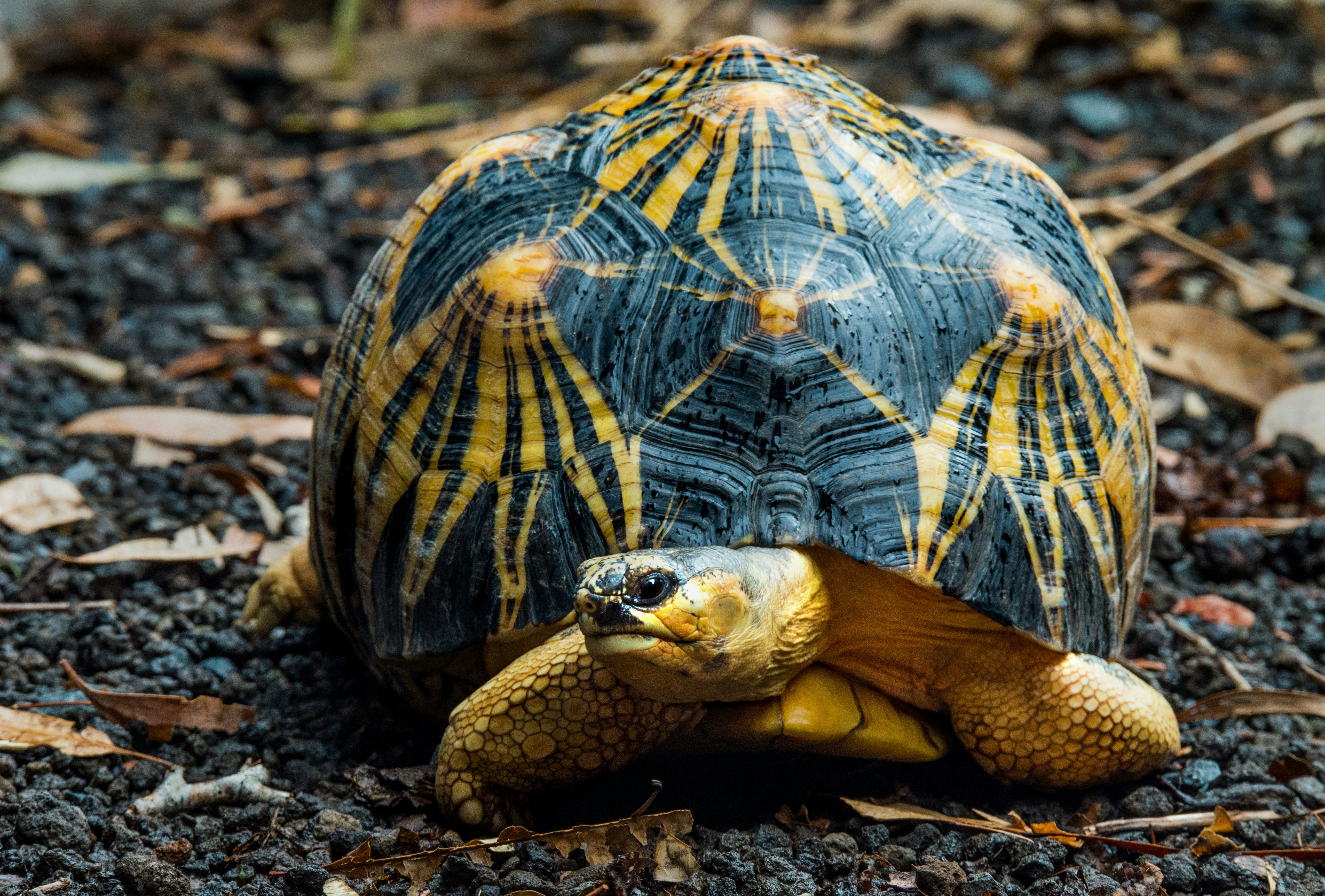 Radiated Tortoise