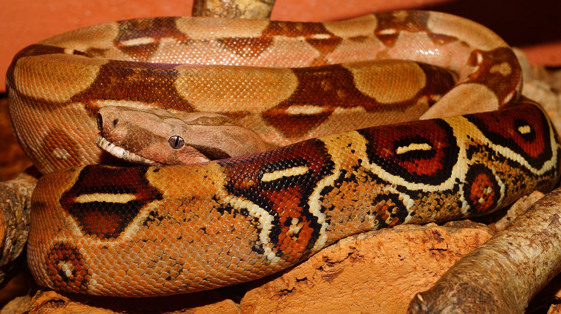 Red-Tailed Boa